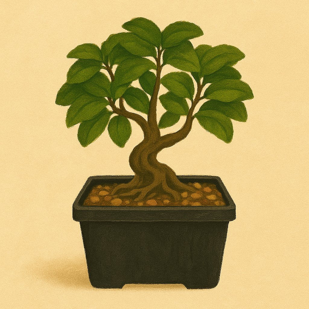 BONSAI - POTTED BONSAI