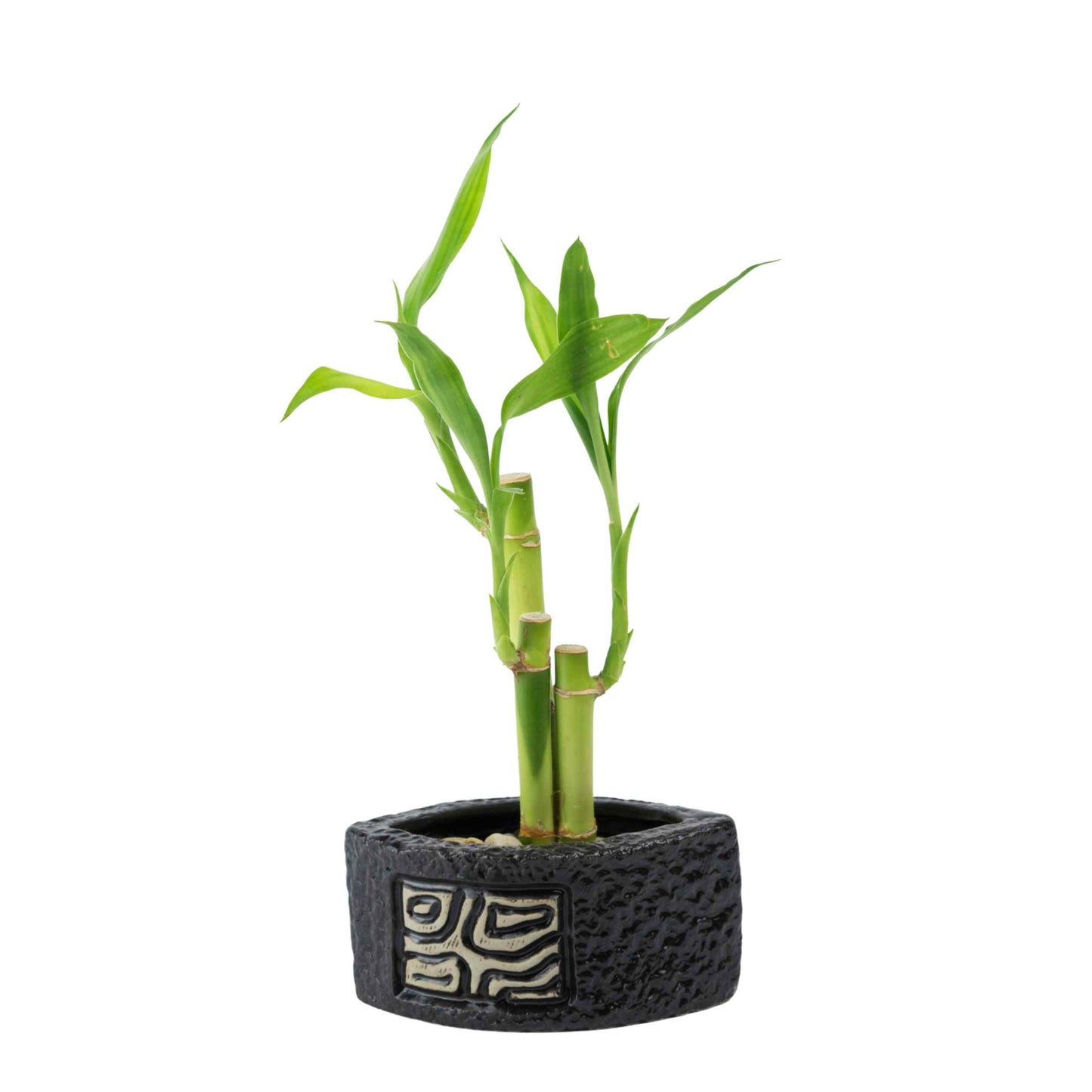 Fin Mosaic Ripple Planter