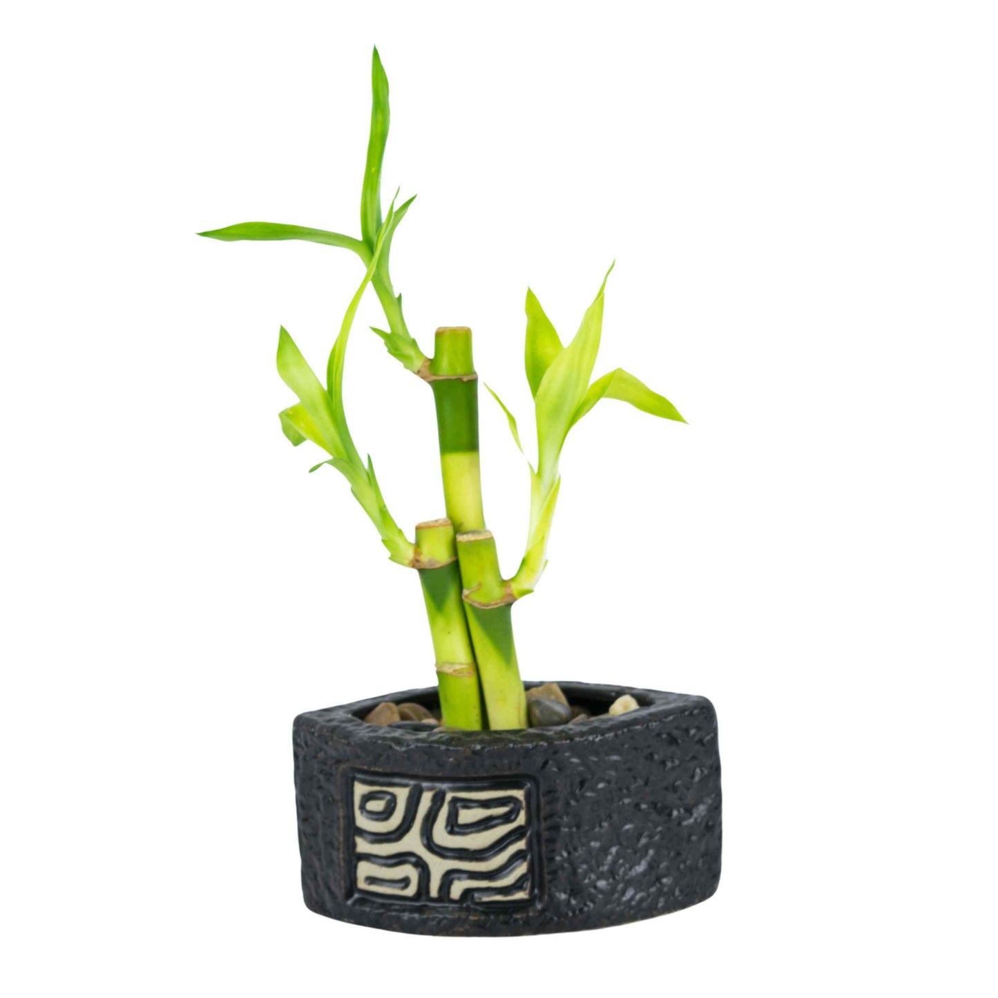 Fin Mosaic Ripple Planter