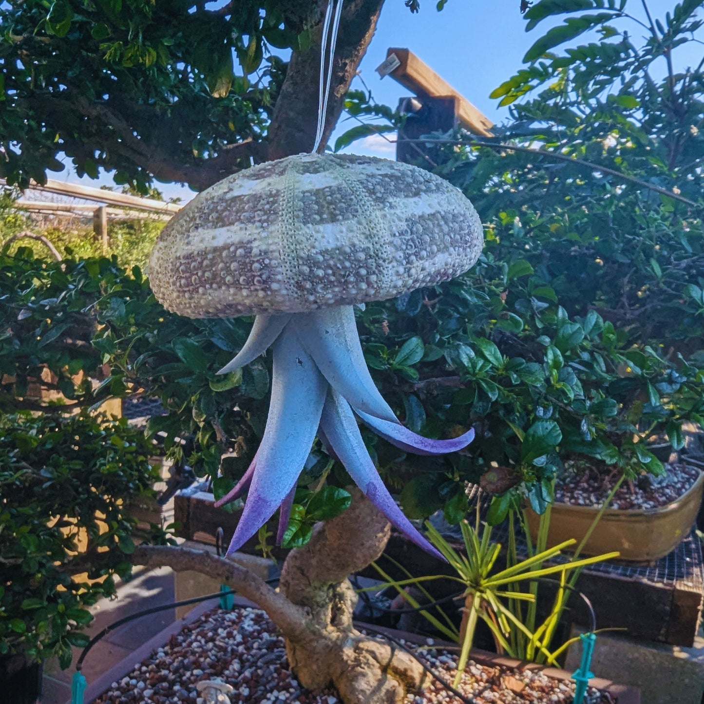 Jellyfish Air Plant - Tillandsia Harrisii