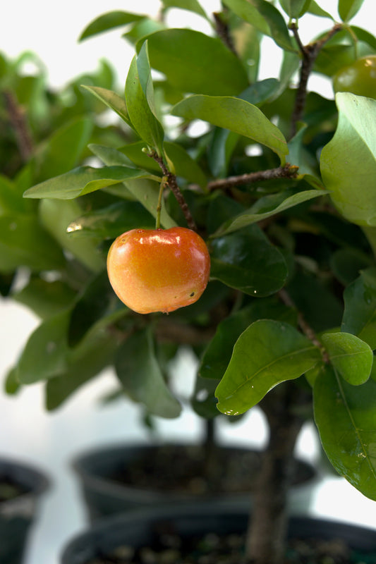 Acerola Cherry in 6" Pot - Pre Bonsai