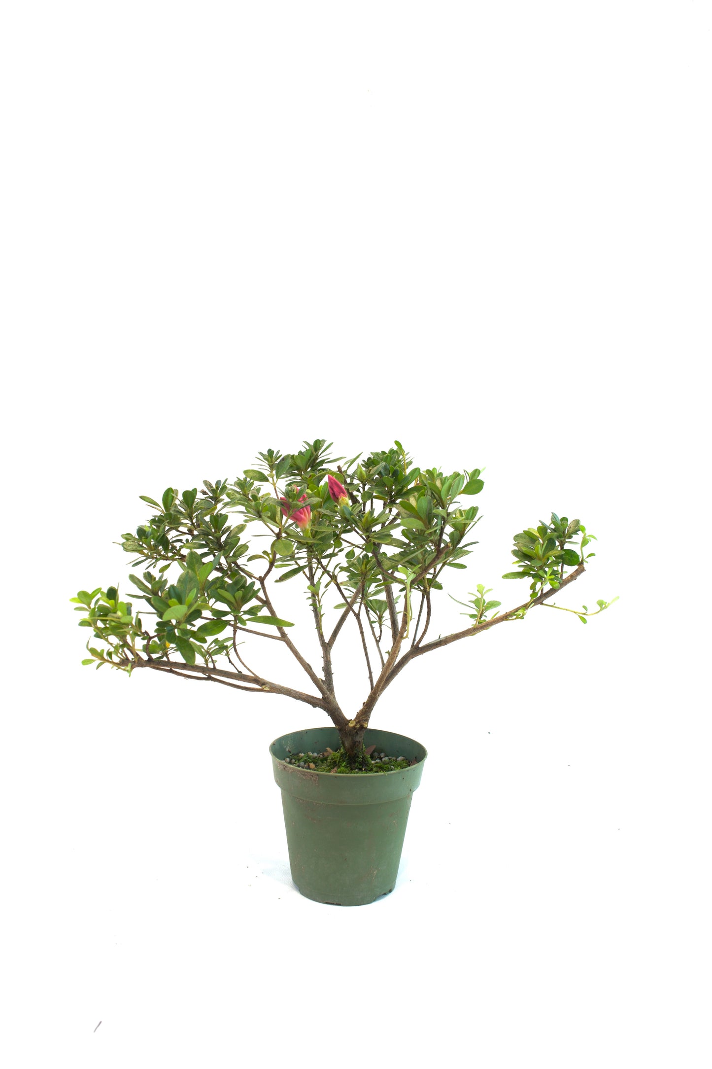 Azalea Chinzen Bonsai Tree 4"