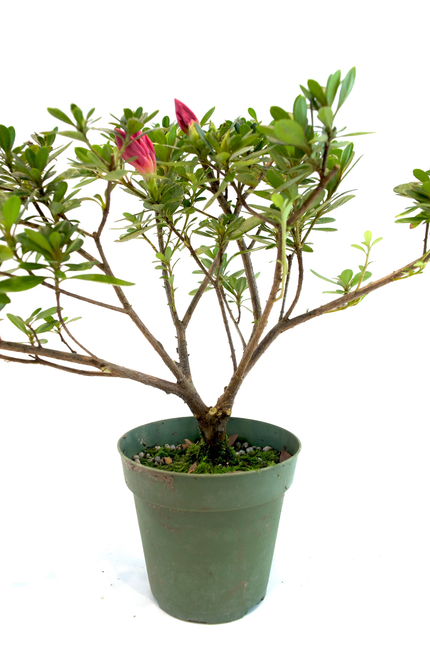 Azalea Chinzen Bonsai Tree 4"