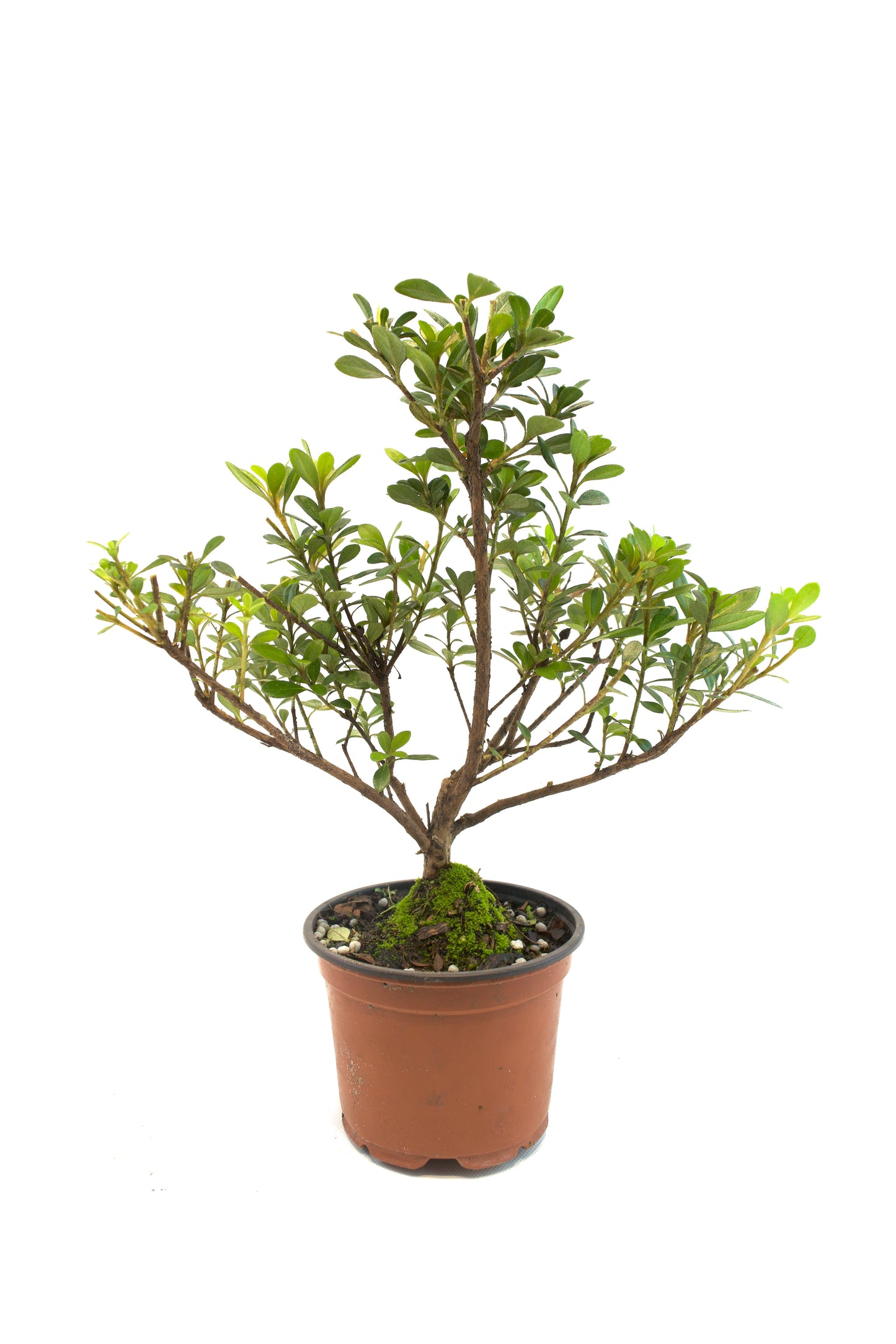 Azalea Chinzen Bonsai Tree 4"