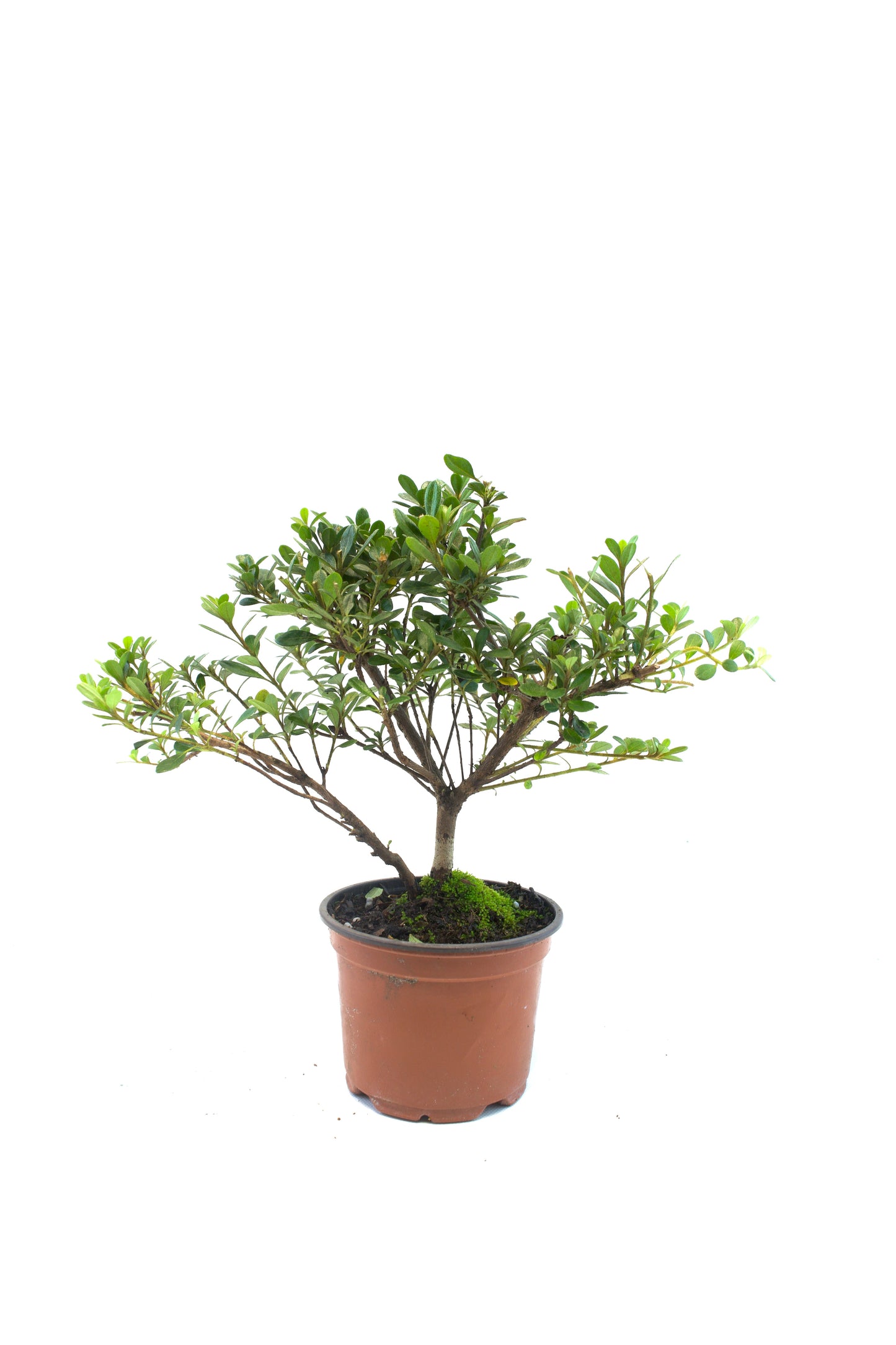 Azalea Chinzen Bonsai Tree 4"