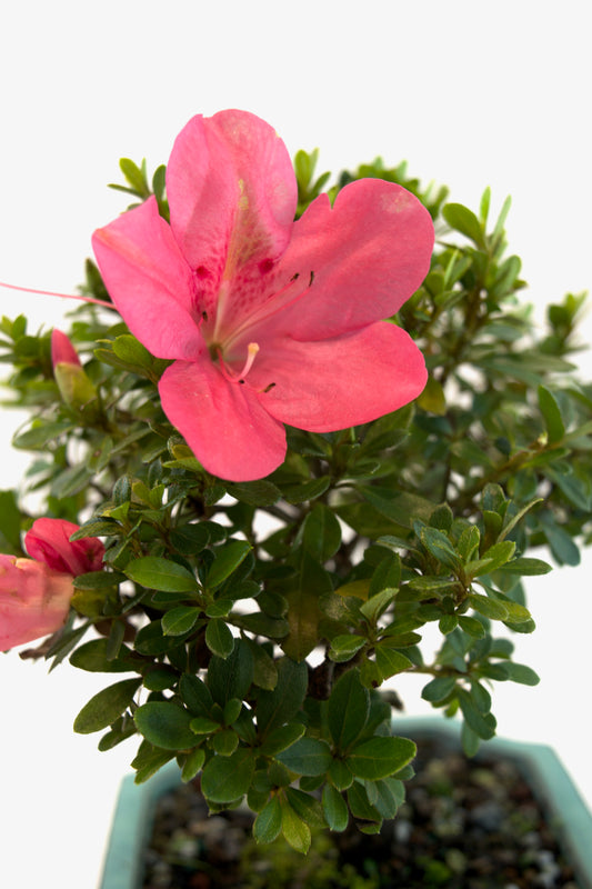 Chinzan Azalea Bonsai Ceramic 7.5" Pot - One of a Kind Bonsai