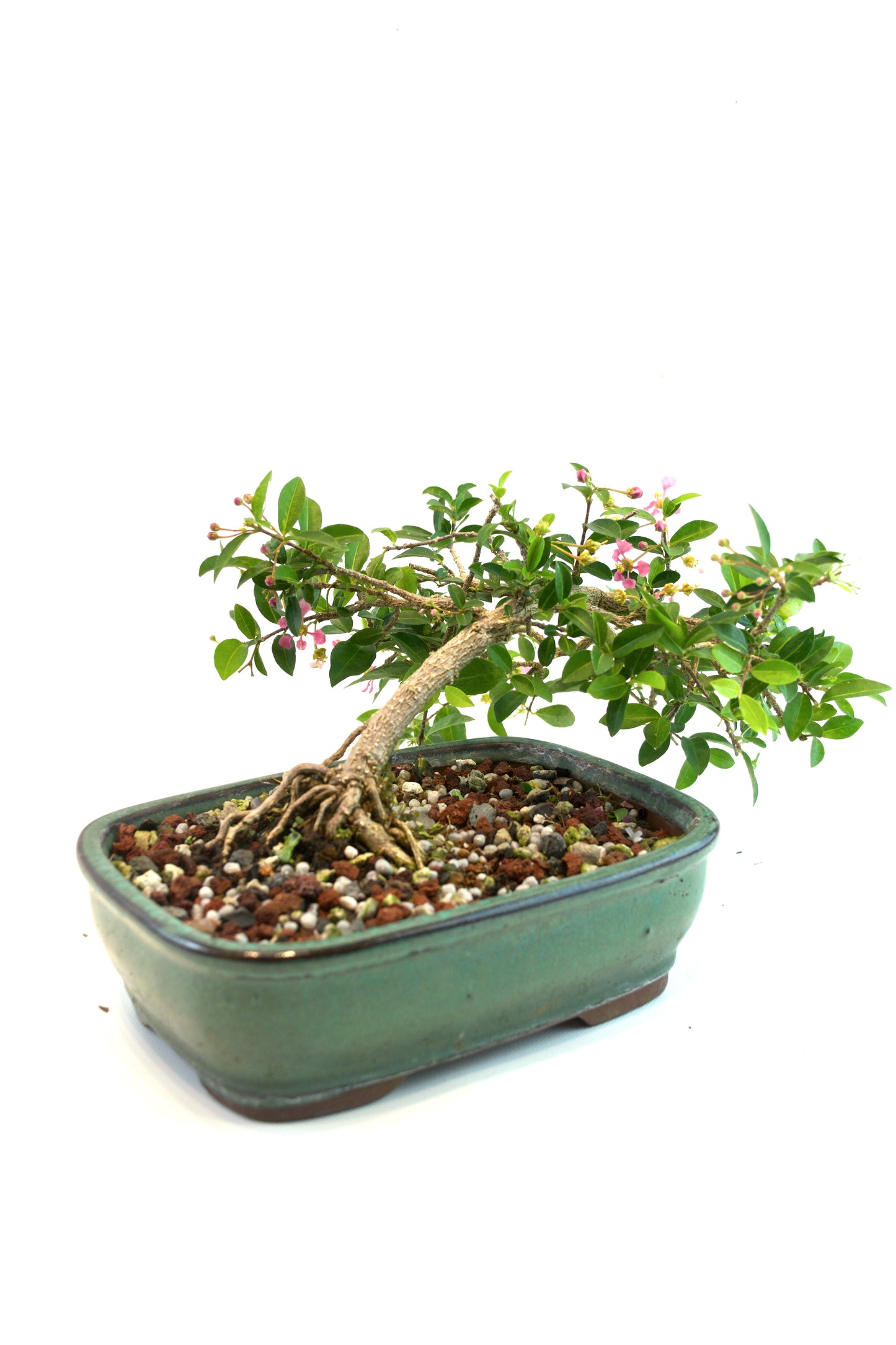 Barbados Cherry Bonsai Ceramic 7.25" Pot - One of a Kind Bonsai