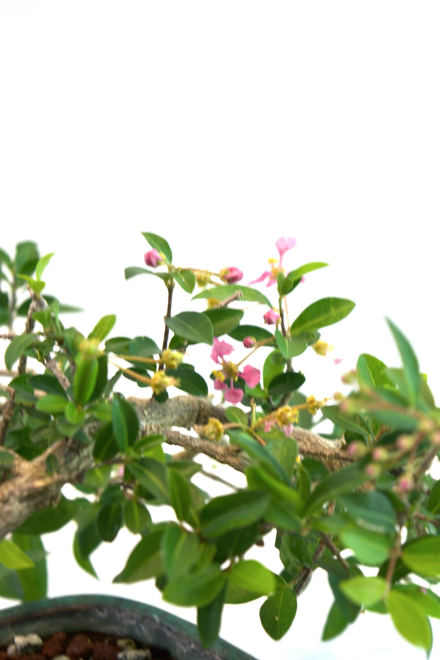 Barbados Cherry Bonsai Ceramic 7.25" Pot - One of a Kind Bonsai