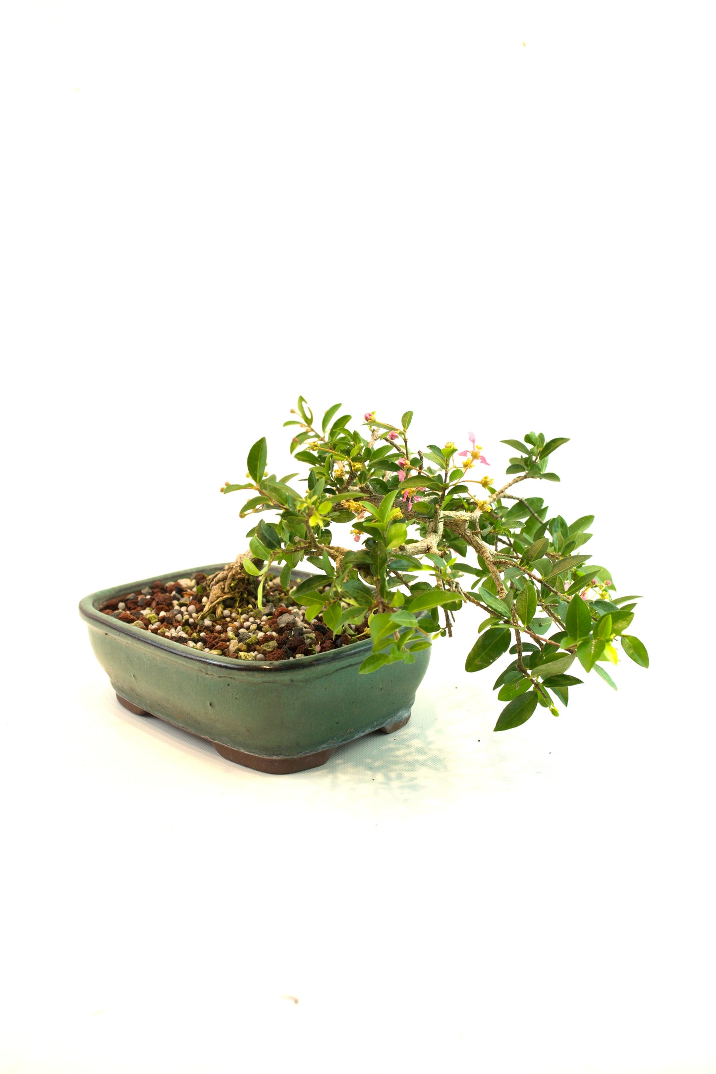 Barbados Cherry Bonsai Ceramic 7.25" Pot - One of a Kind Bonsai