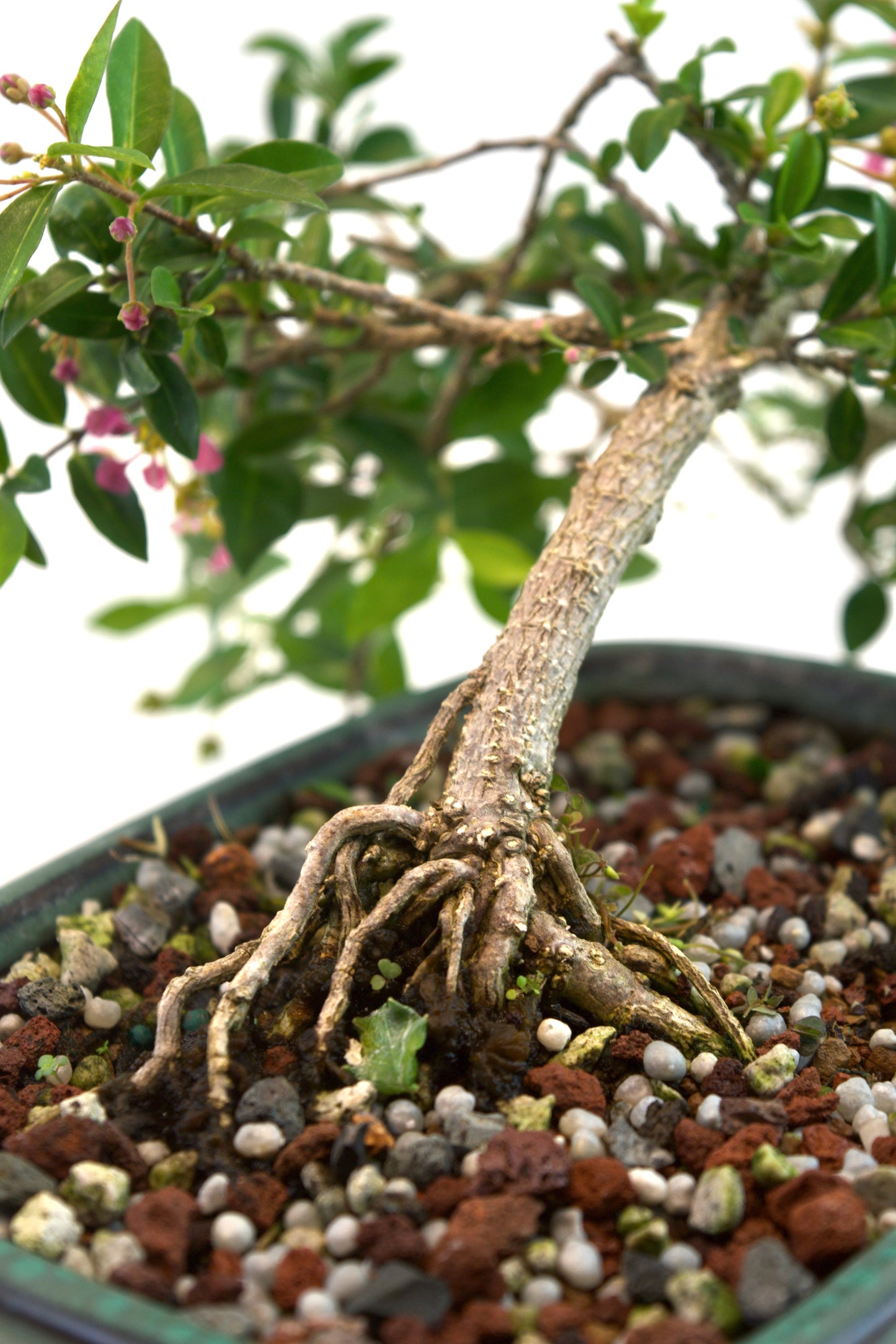 Barbados Cherry Bonsai Ceramic 7.25" Pot - One of a Kind Bonsai