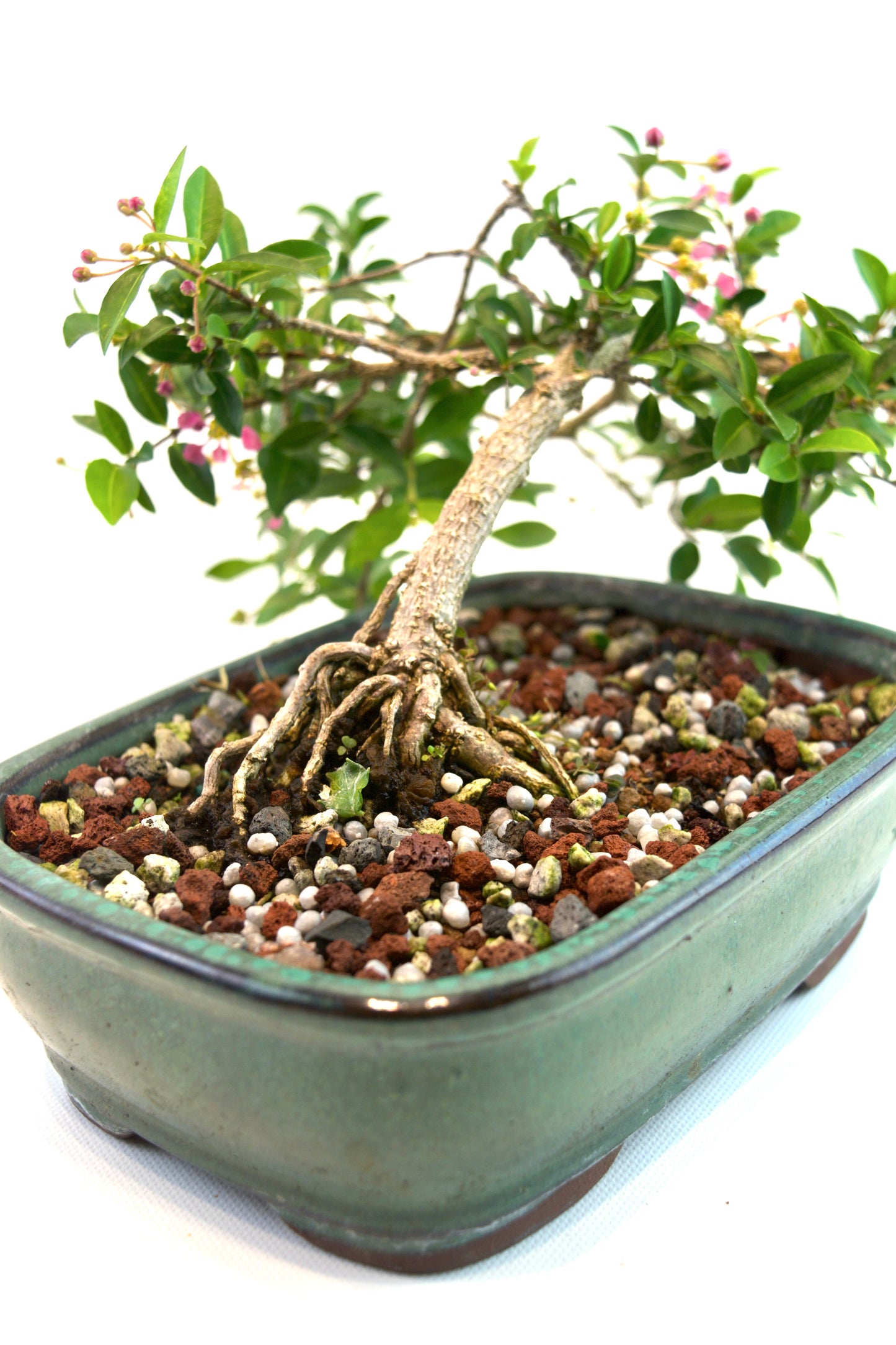 Barbados Cherry Bonsai Ceramic 7.25" Pot - One of a Kind Bonsai