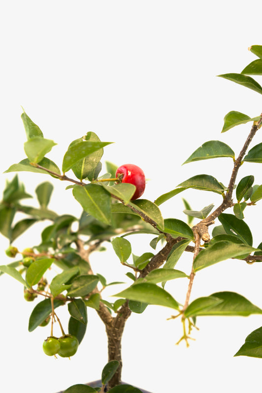Barbados Cherry Bonsai Ceramic 5" Pot - One of a Kind Bonsai