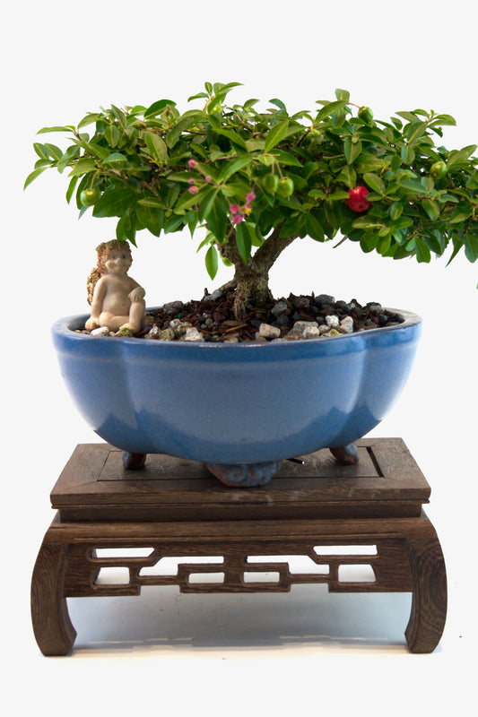 Barbados Cherry Bonsai Ceramic 8" Pot - One of a Kind Bonsai