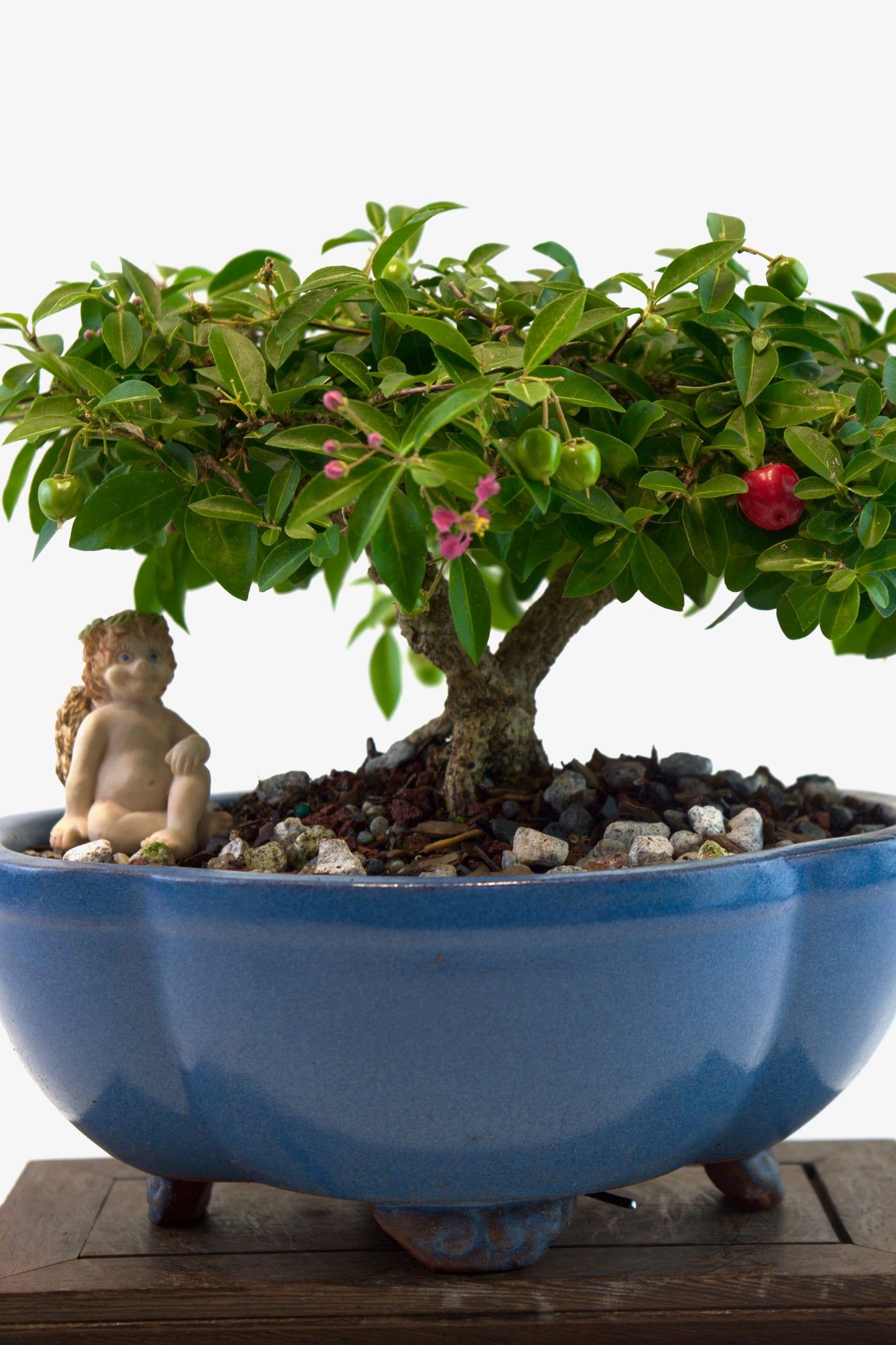 Barbados Cherry Bonsai Ceramic 8" Pot - One of a Kind Bonsai