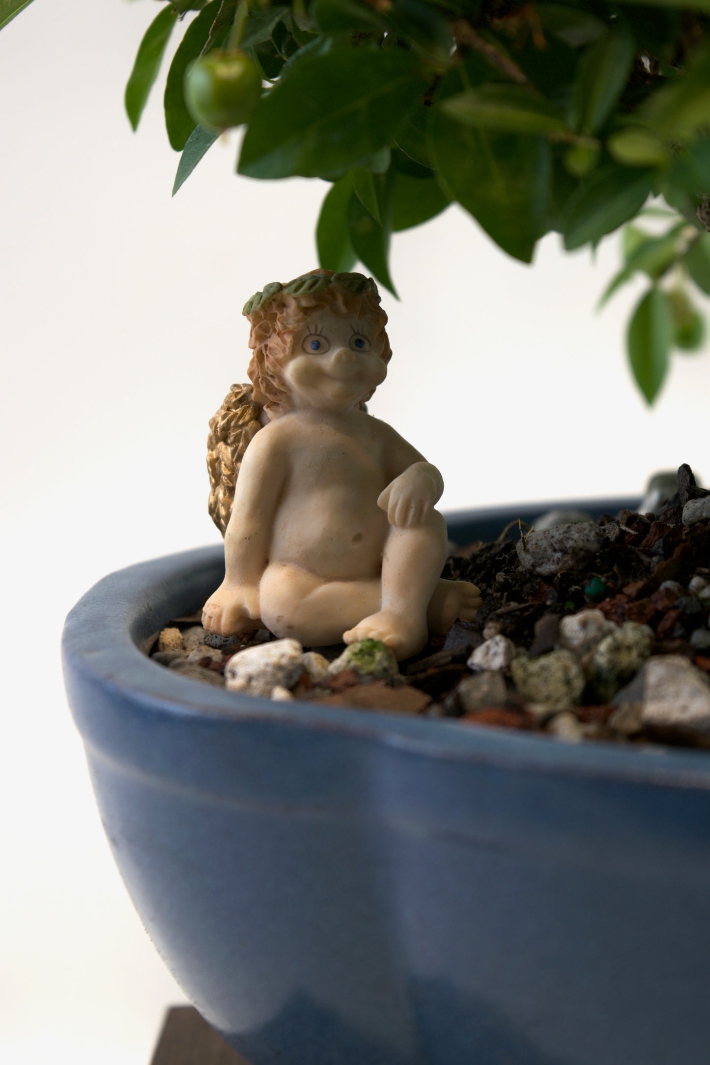 Barbados Cherry Bonsai Ceramic 8" Pot - One of a Kind Bonsai
