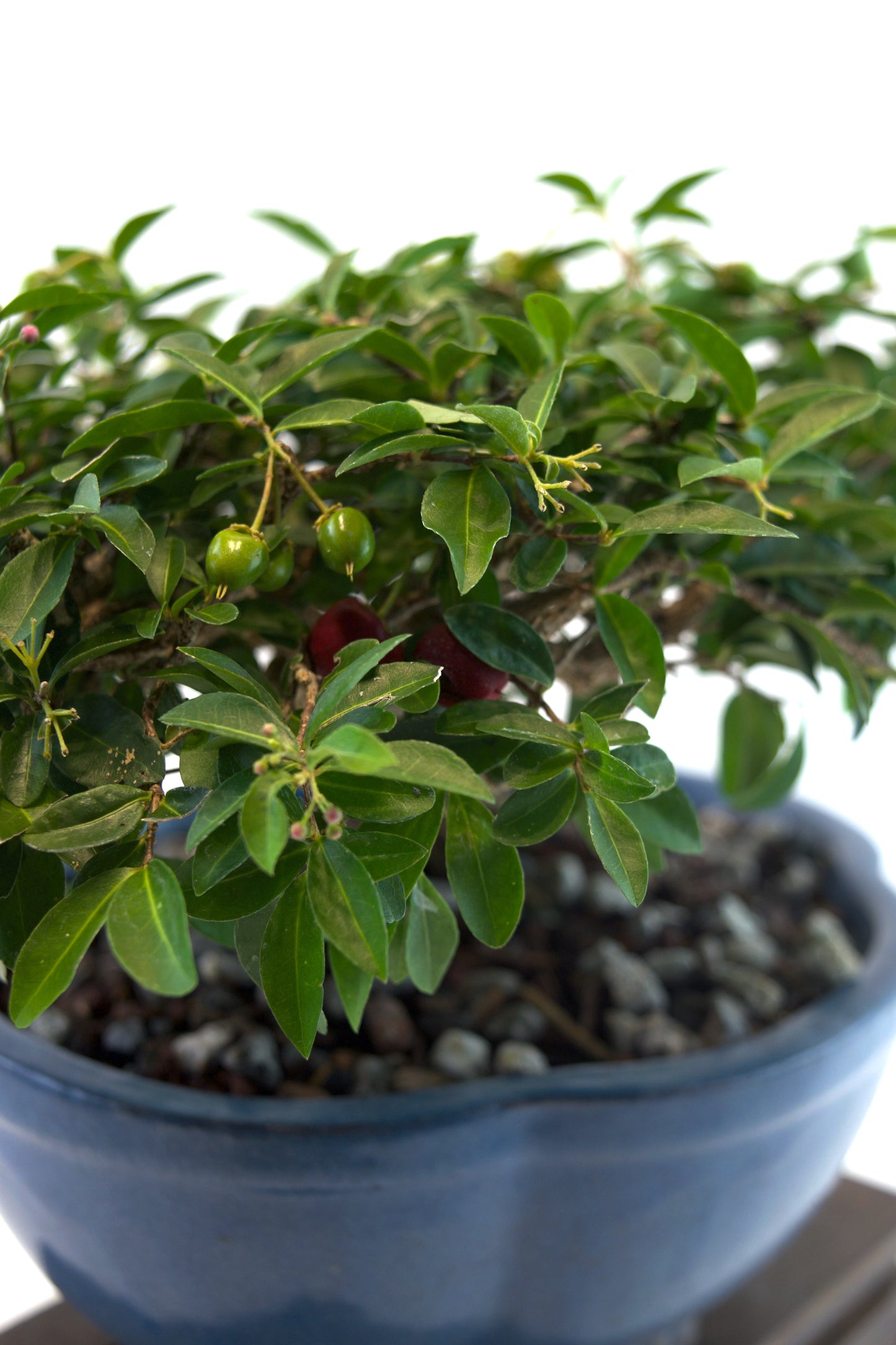 Barbados Cherry Bonsai Ceramic 8" Pot - One of a Kind Bonsai