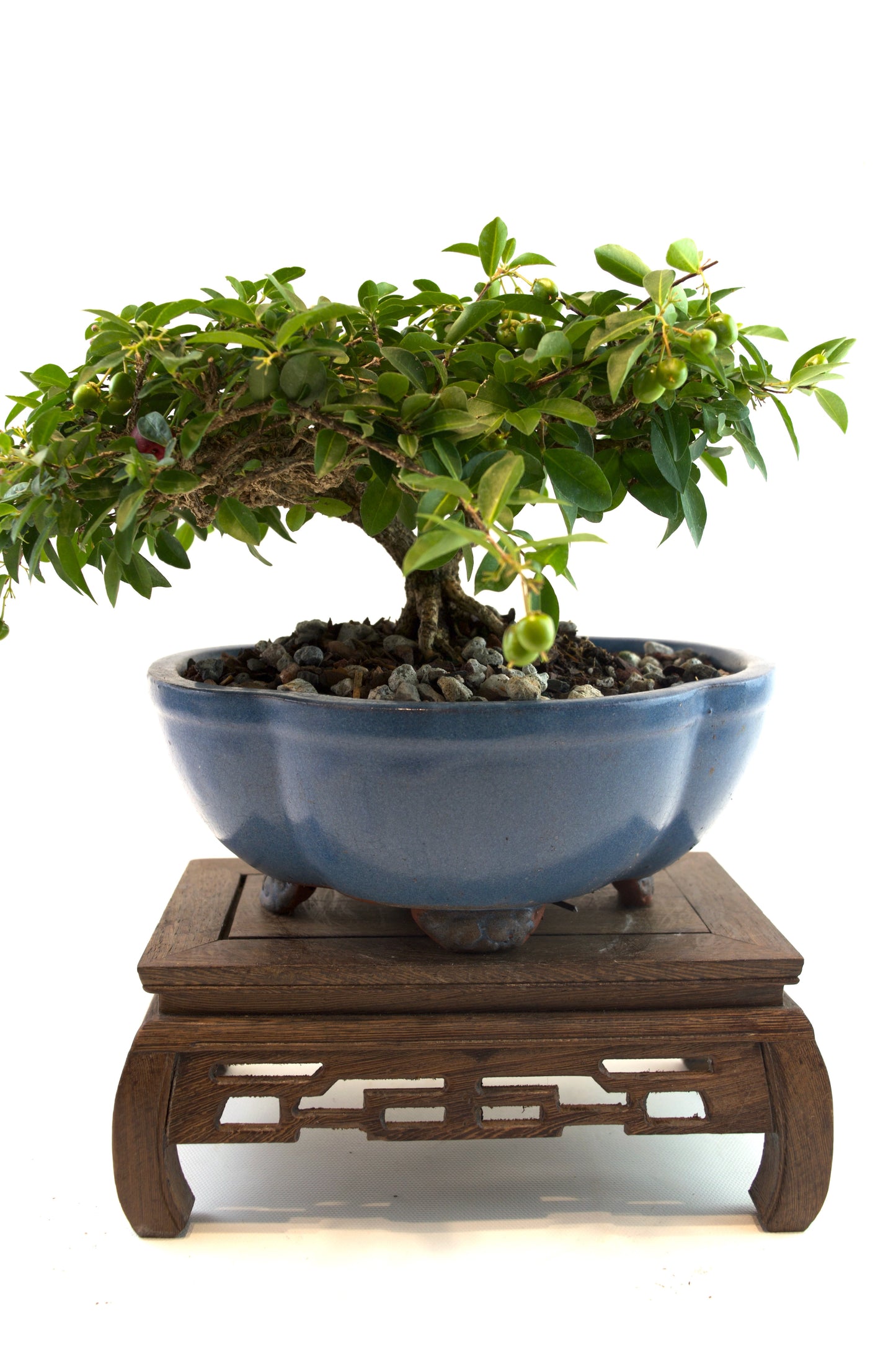 Barbados Cherry Bonsai Ceramic 8" Pot - One of a Kind Bonsai