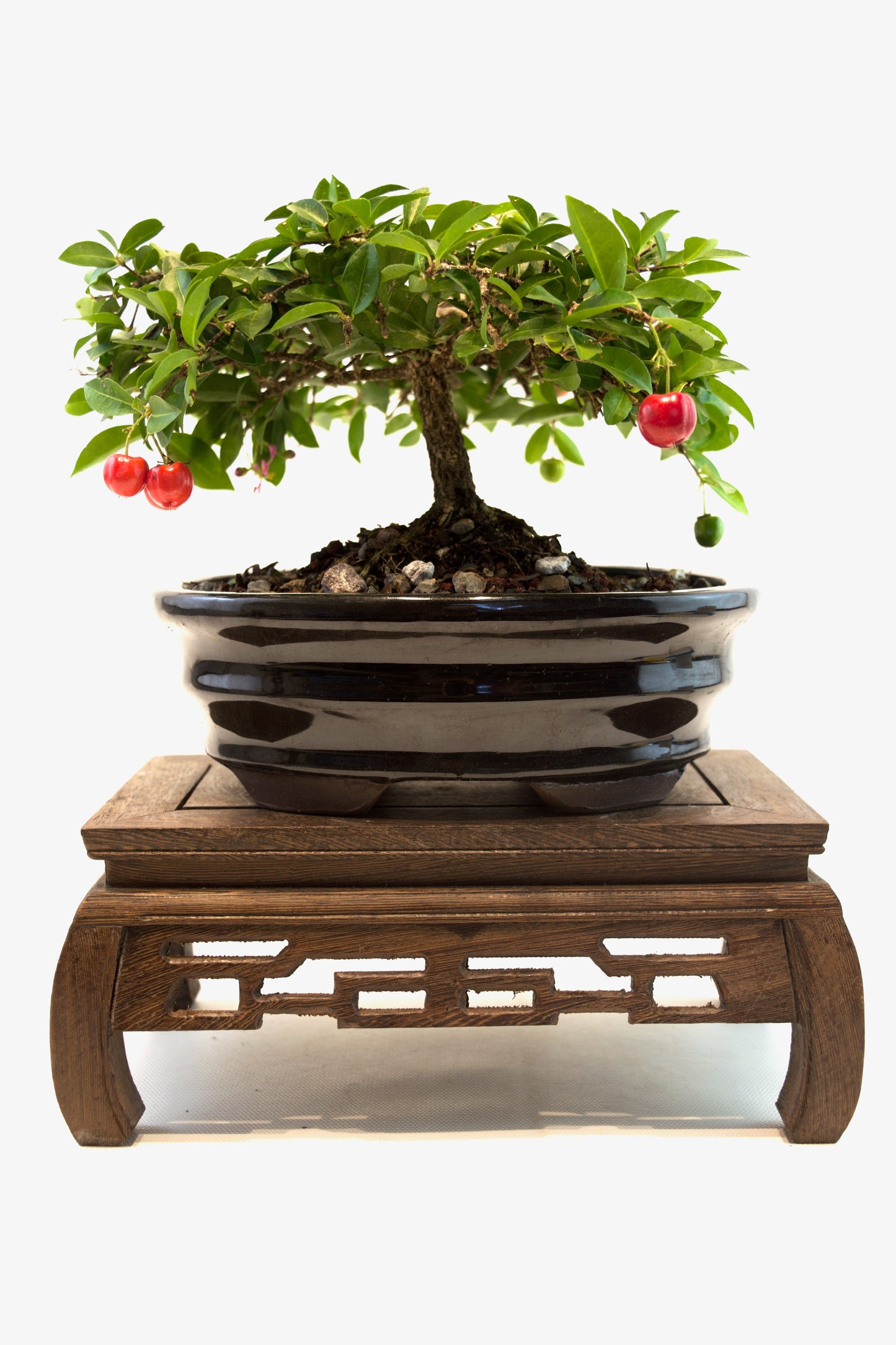 Barbados Cherry Bonsai Ceramic 7" Pot - One of a Kind Bonsai