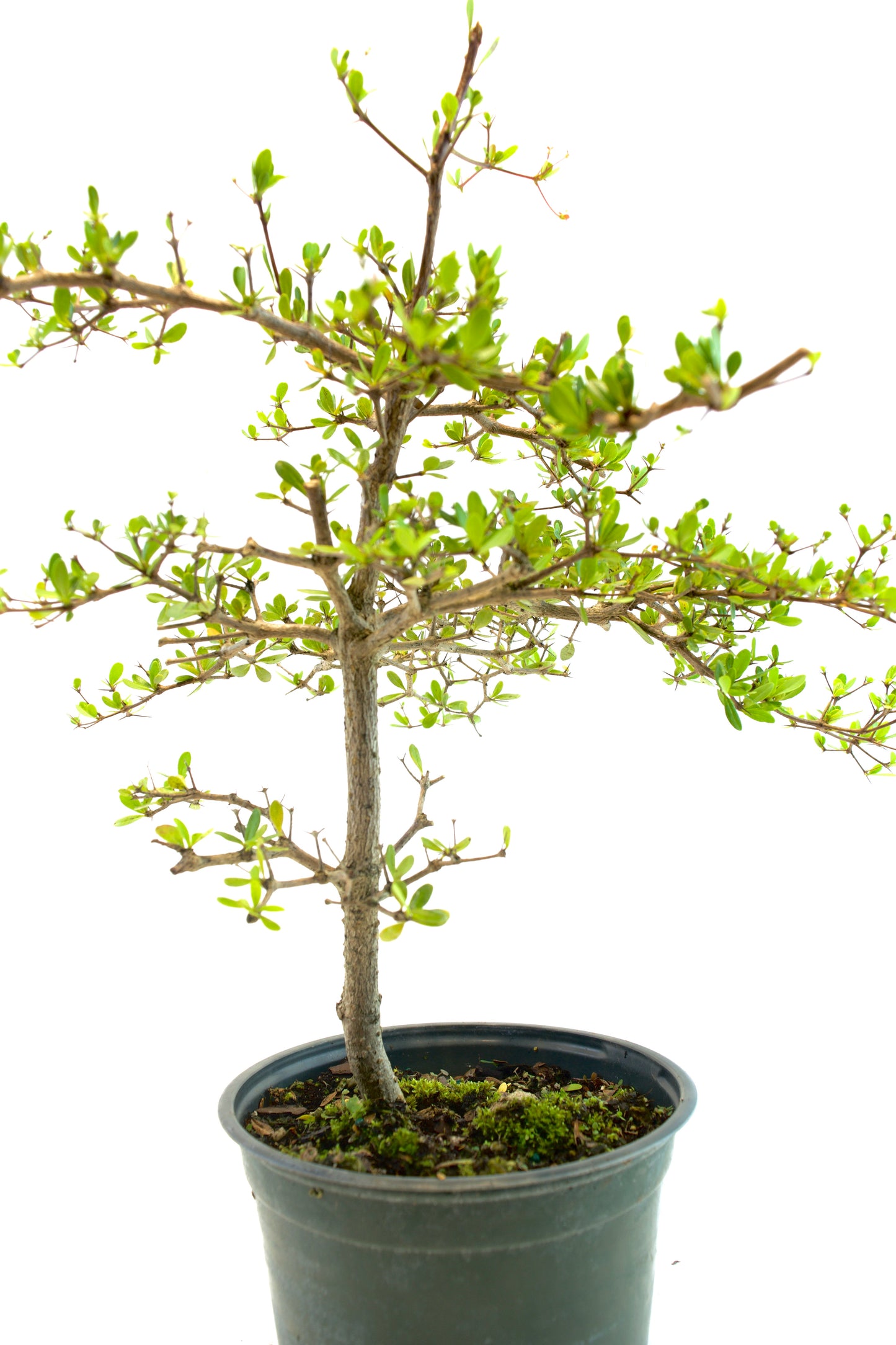 Black Olive Bonsai Tree 6"