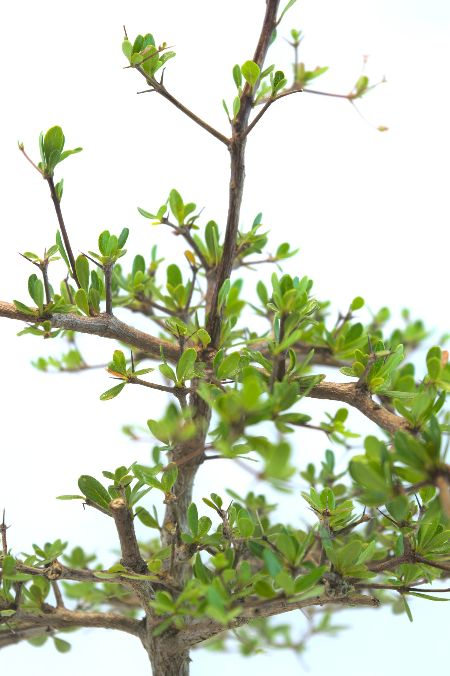 Black Olive Bonsai Tree 6"