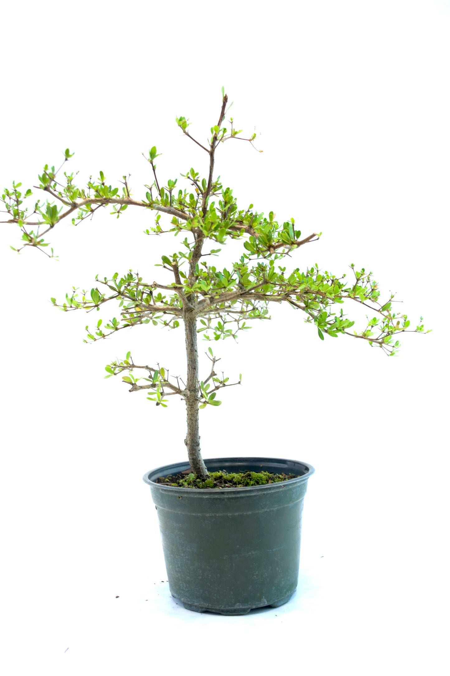 Potted bonsai tree on a white background