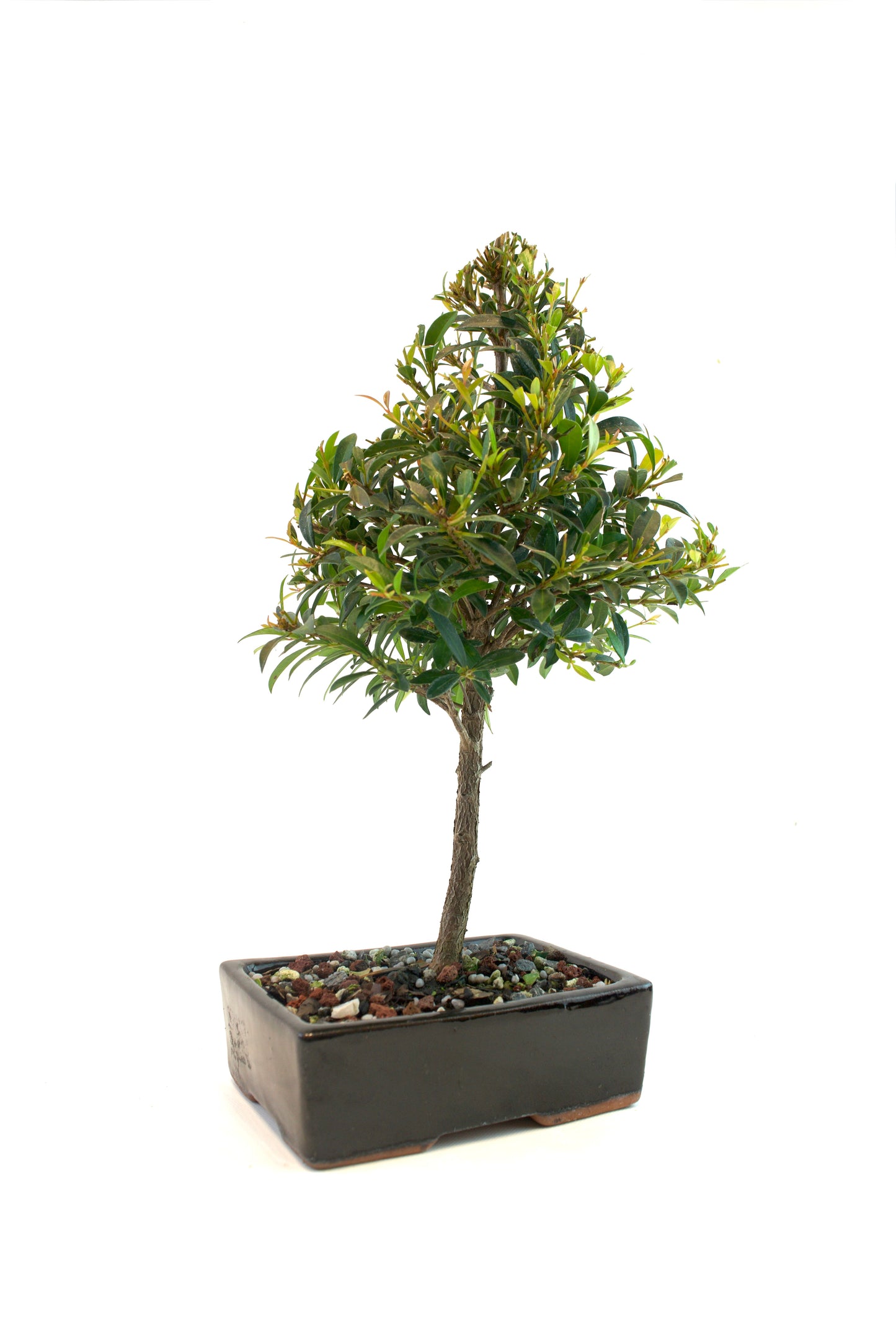 Glazed Bonsai Pot 6"