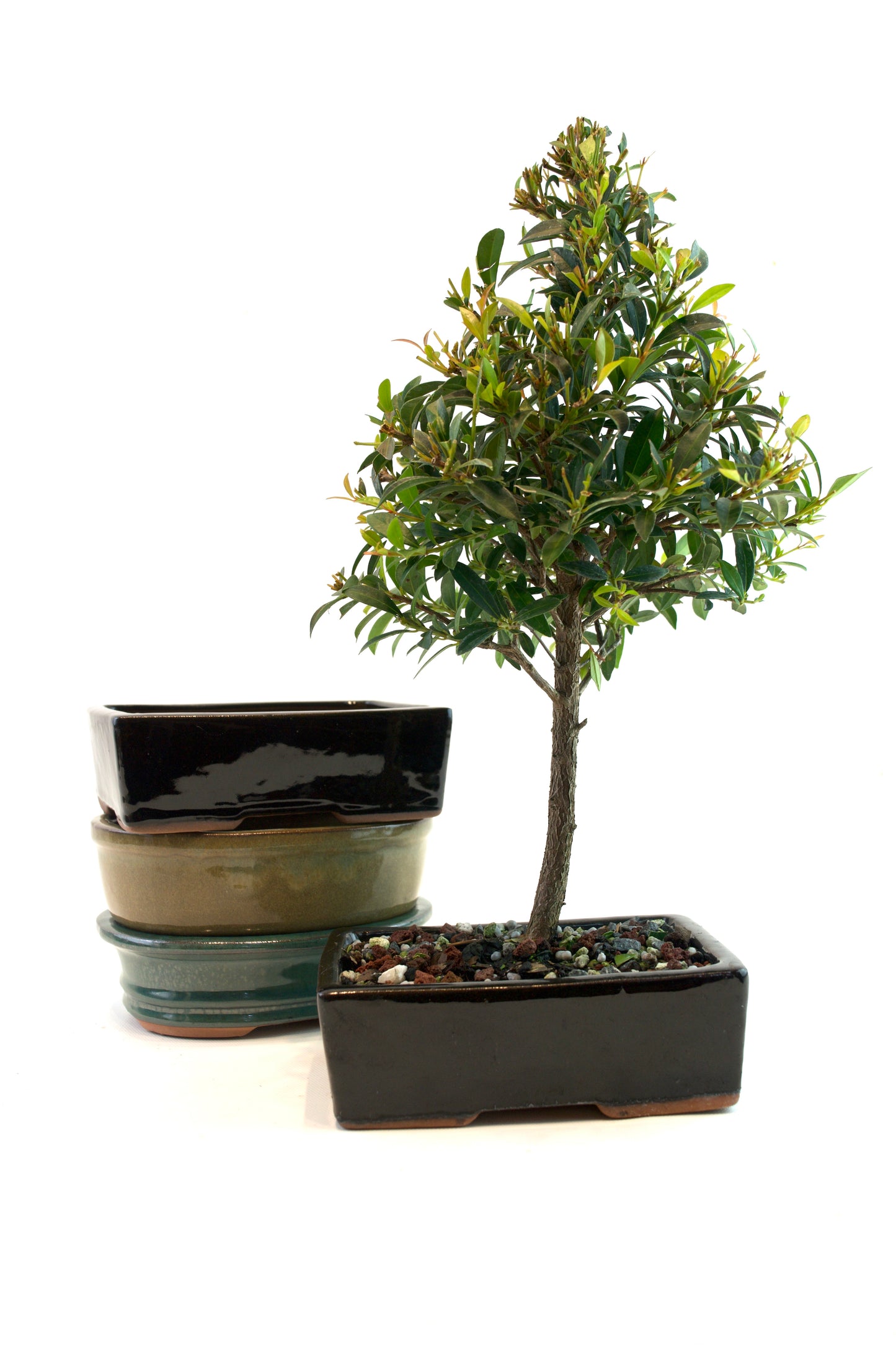 Glazed Bonsai Pot 6"