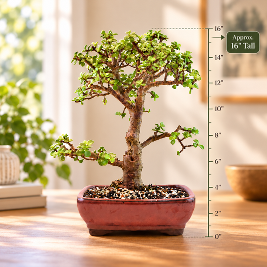 Dwarf Green Jade Ceramic 8" Pot - One of a Kind Bonsai