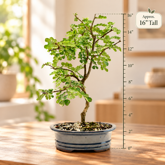 Campache Ceramic 8" Pot - One of a Kind Bonsai