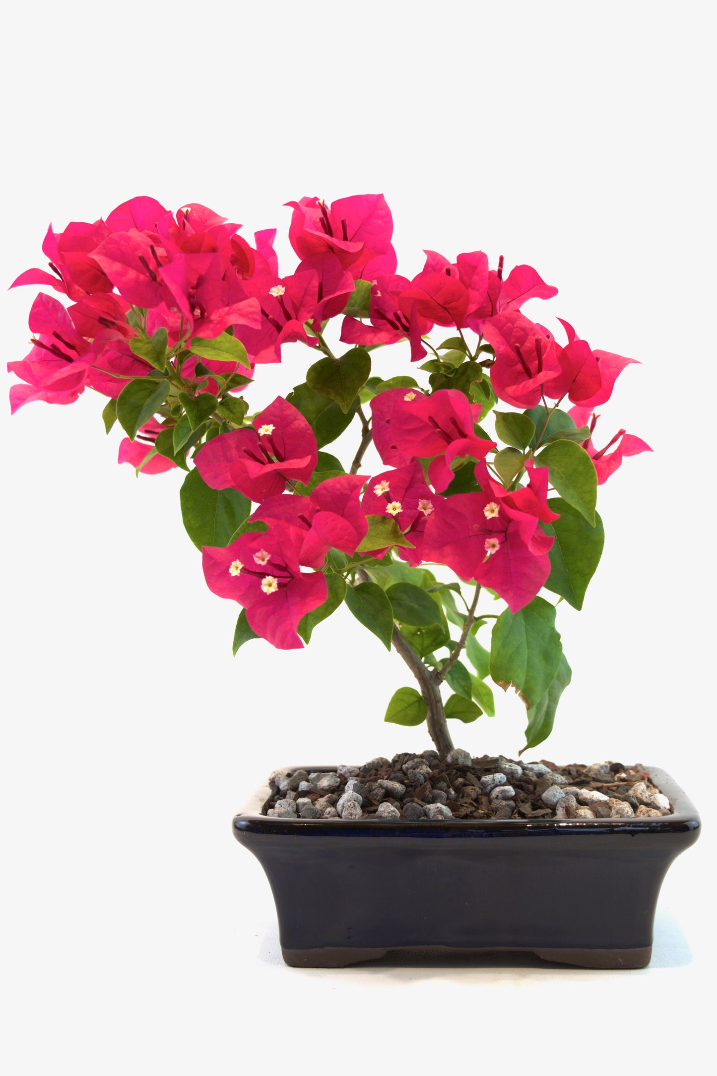 Bougainvillea Bonsai Ceramic 7" Pot - One of a Kind Bonsai