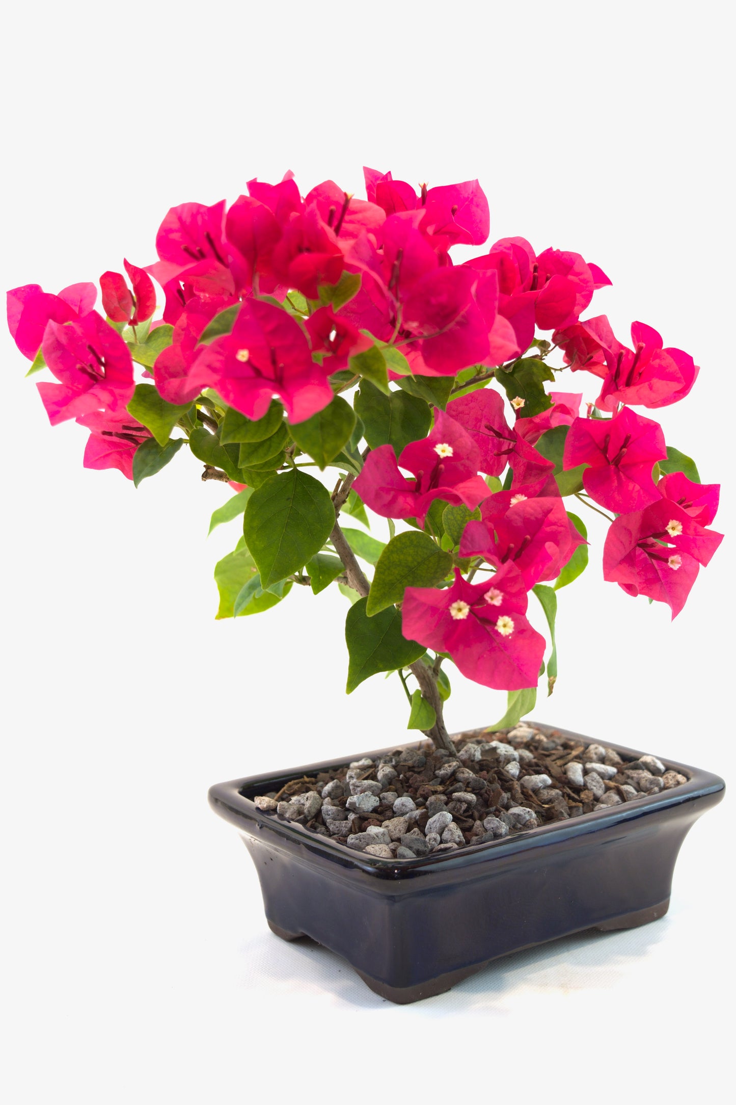 Bougainvillea Bonsai Ceramic 7" Pot - One of a Kind Bonsai