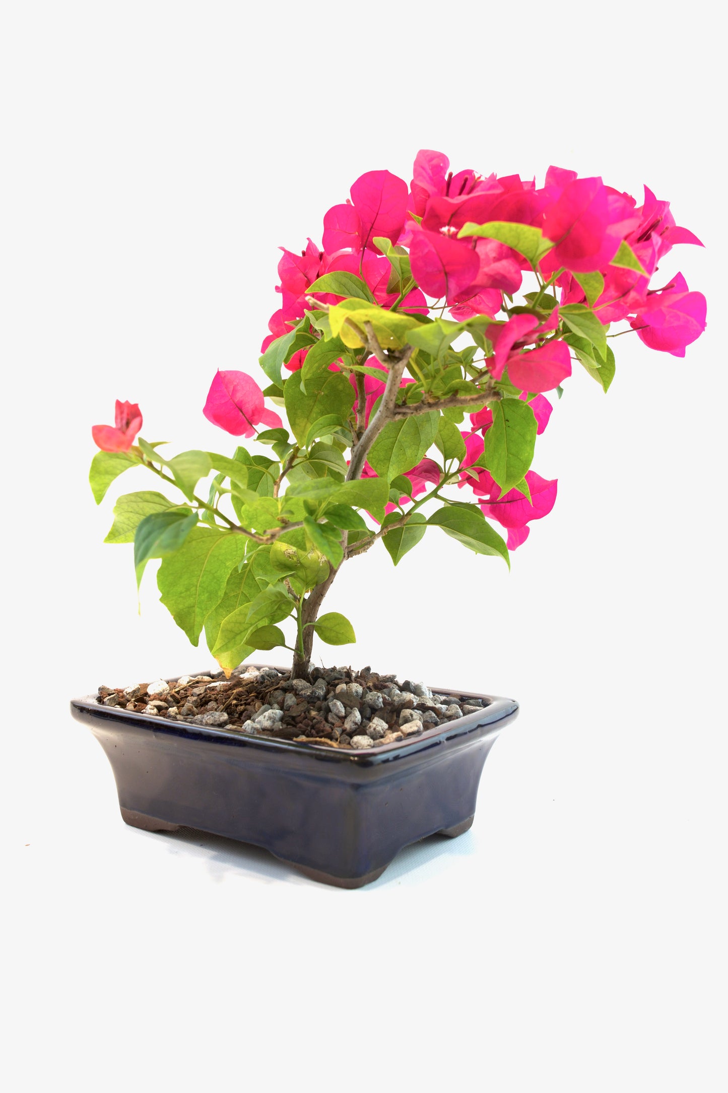 Bougainvillea Bonsai Ceramic 7" Pot - One of a Kind Bonsai