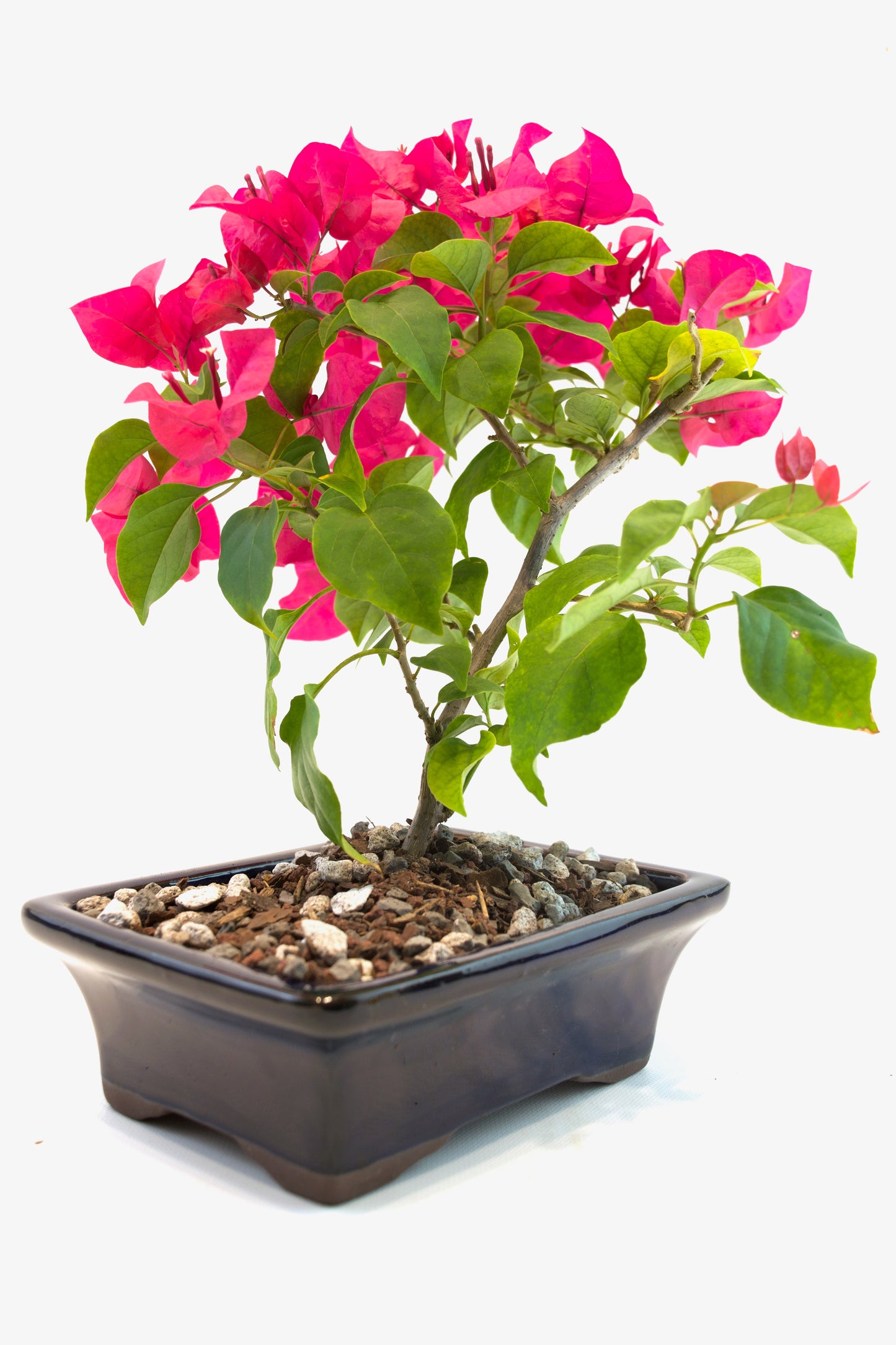 Bougainvillea Bonsai Ceramic 7" Pot - One of a Kind Bonsai