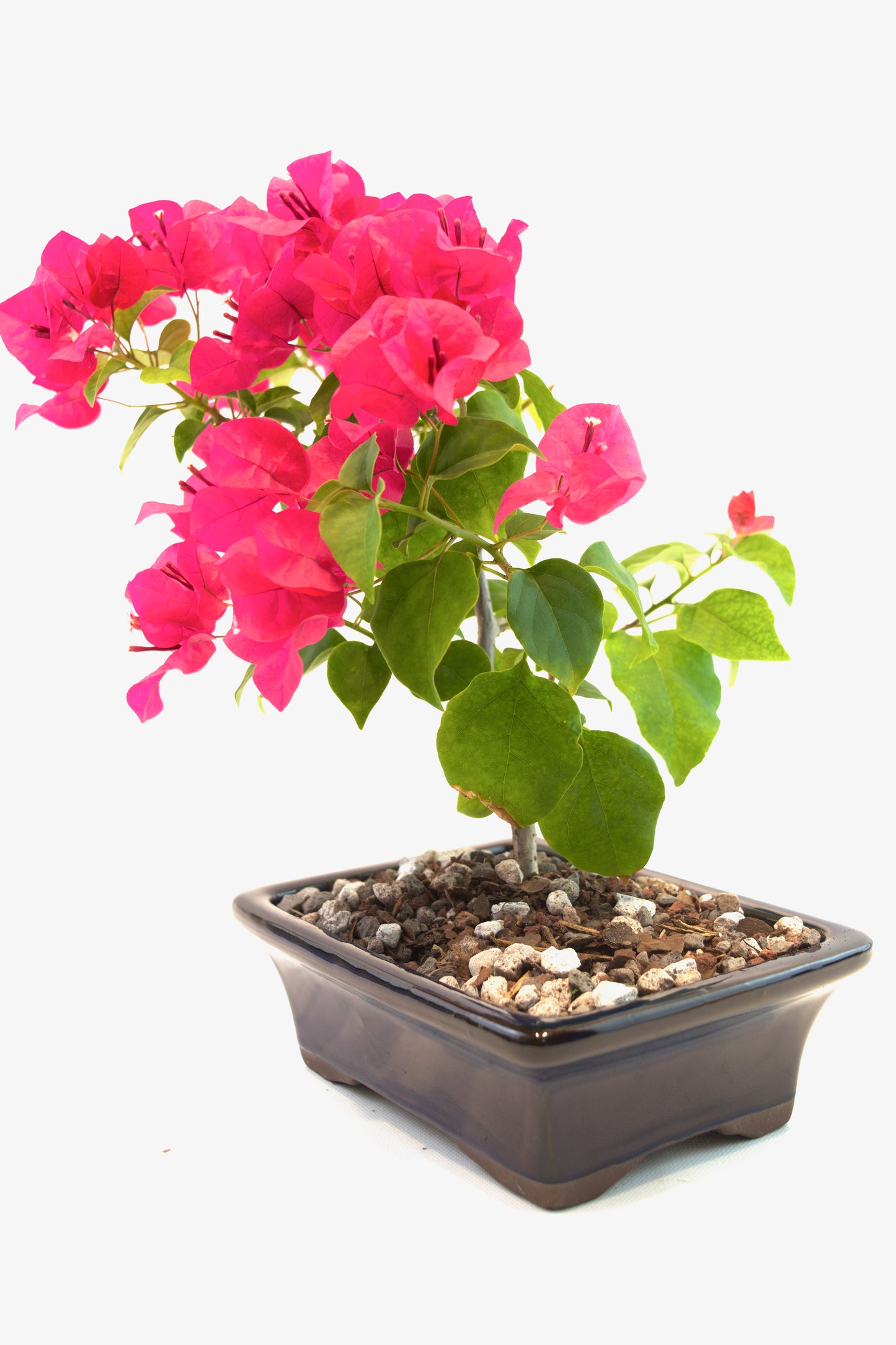 Bougainvillea Bonsai Ceramic 7" Pot - One of a Kind Bonsai