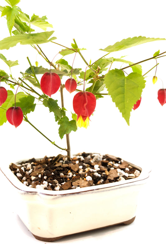 Brazilian Bellflower Bonsai Ceramic 6" Pot - One of a Kind Bonsai