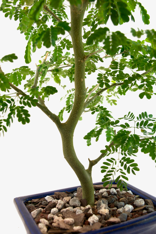 Brazilian Rain Tree Bonsai Ceramic 6" Pot - One of a Kind Bonsai