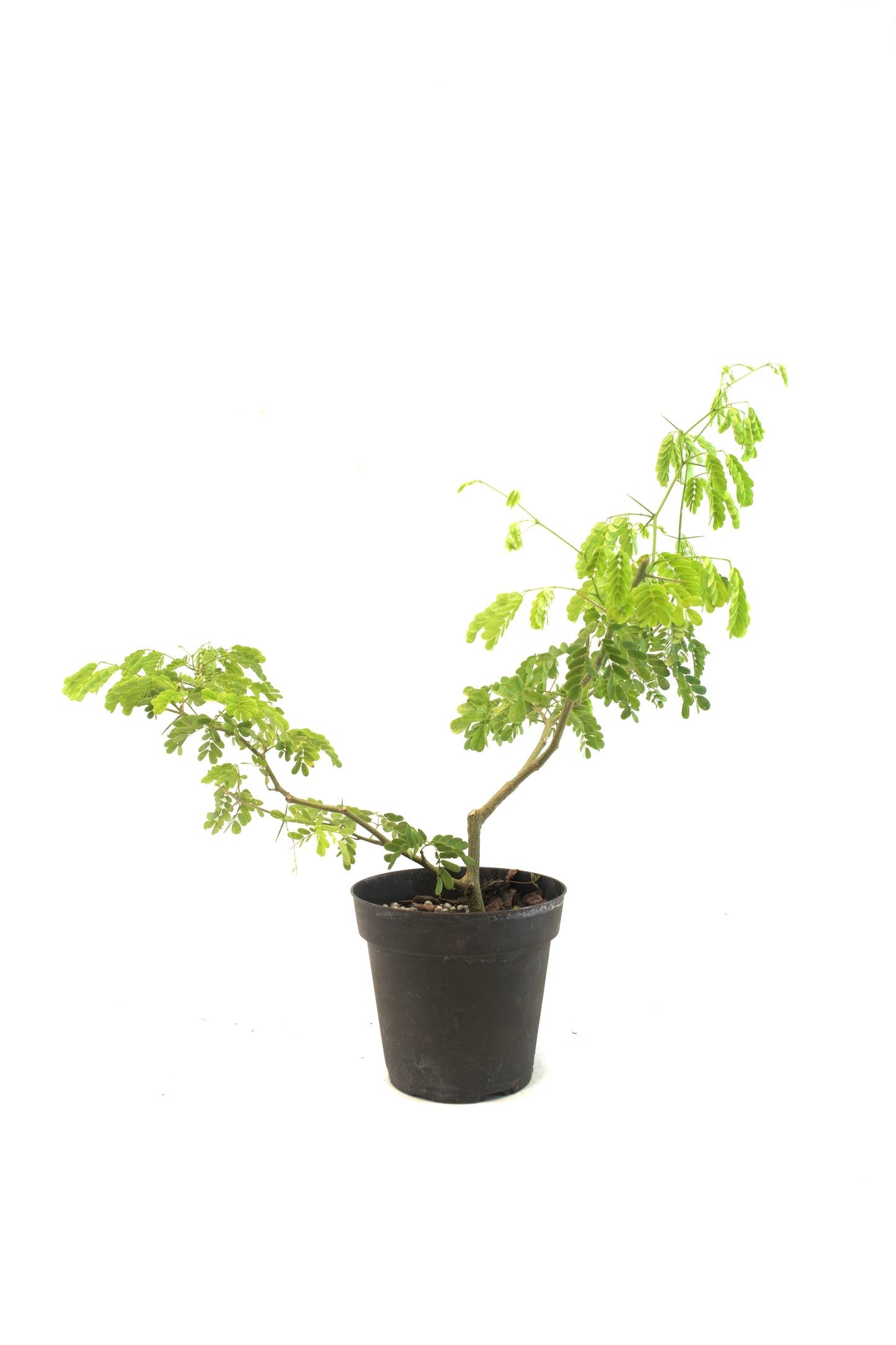 Brazilian Rain Tree 4"