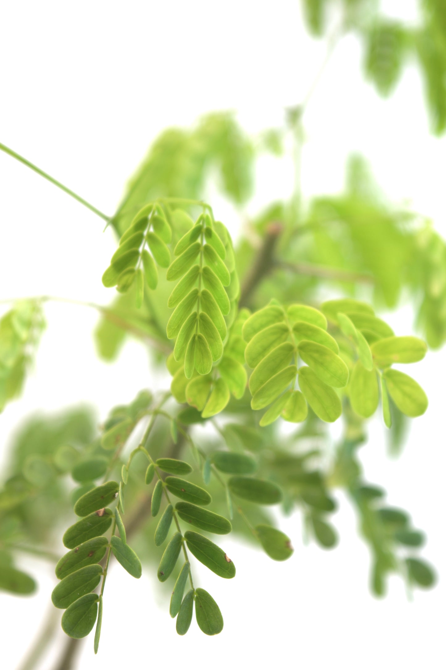 Brazilian Rain Tree 4"