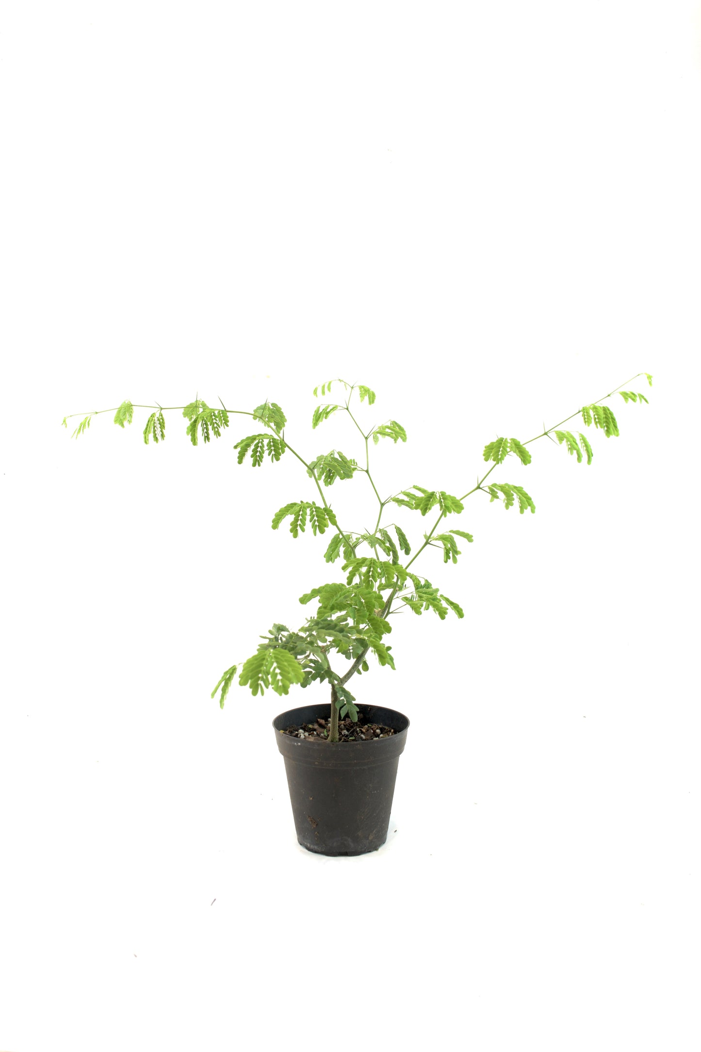 Brazilian Rain Tree 4"