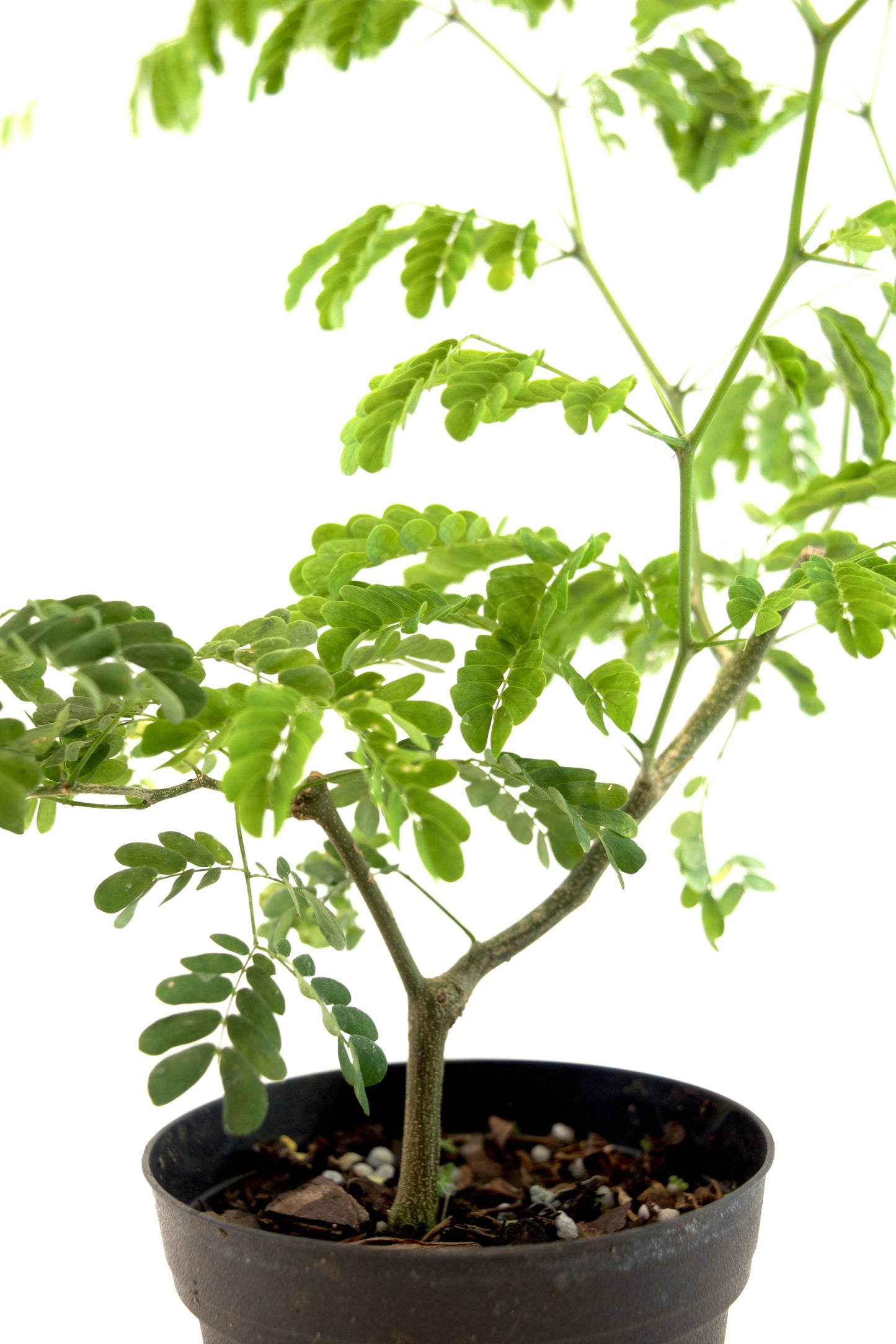 Brazilian Rain Tree 4"