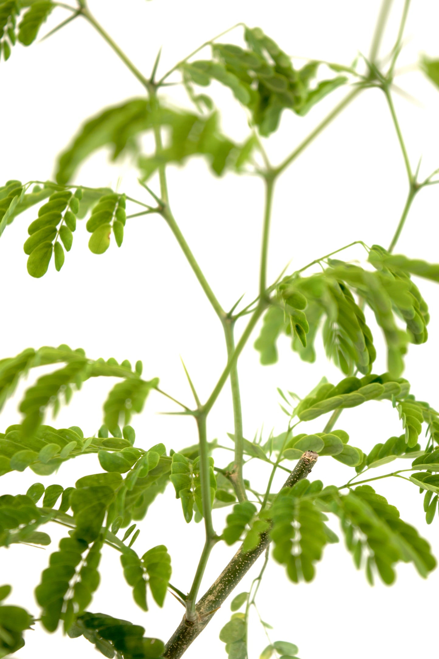 Brazilian Rain Tree 4"