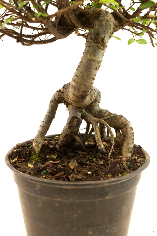 Chinese Elm Imported Bonsai Tree in 6" Pot - One of a Kind Bonsai