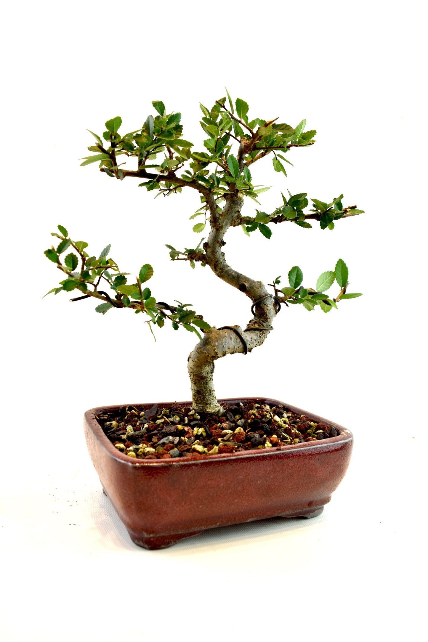 Chinese Elm Bonsai Tree in 7.25" Pot - One of a Kind Bonsai