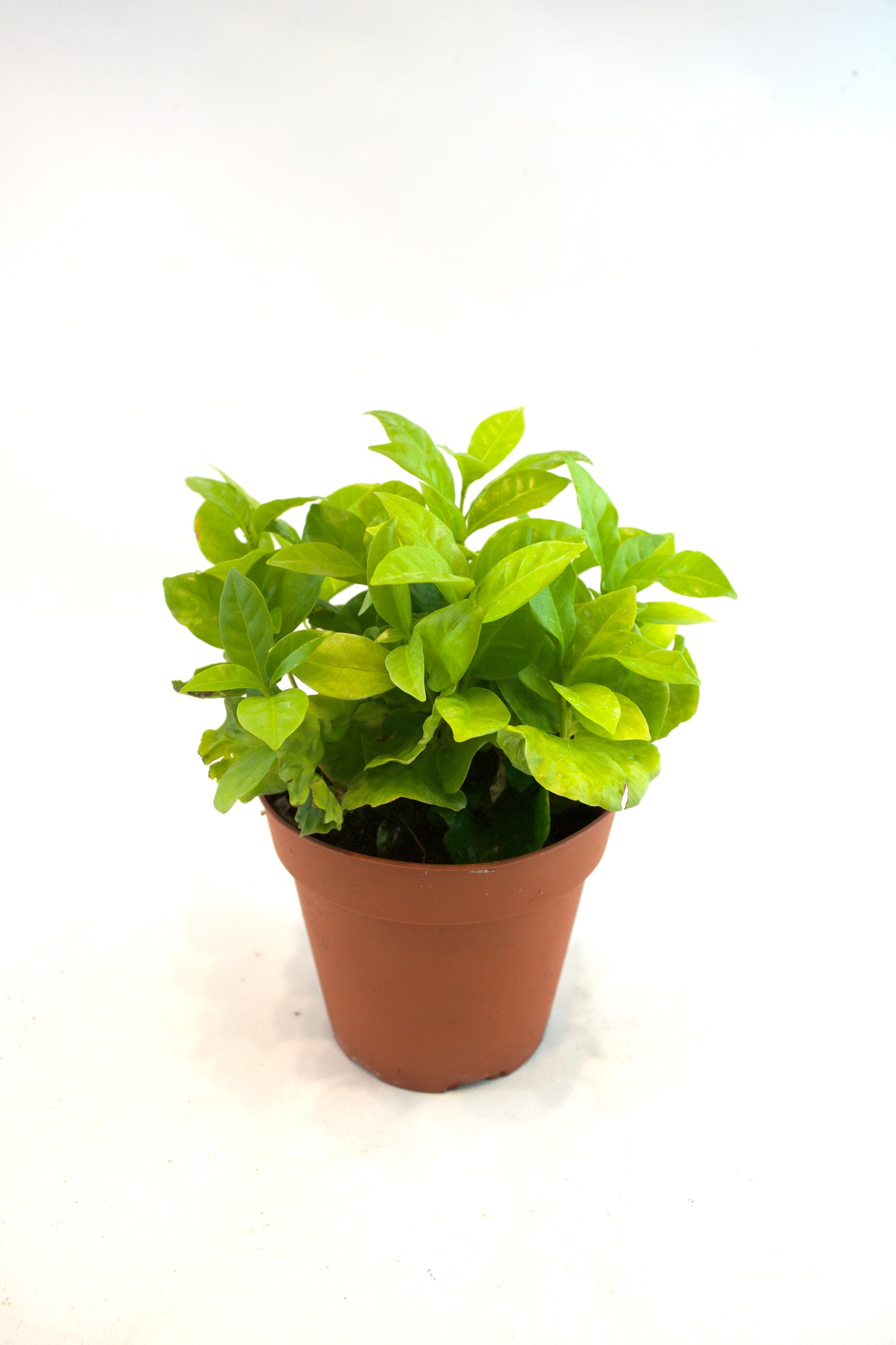 Coffee Plant – 4" Pot