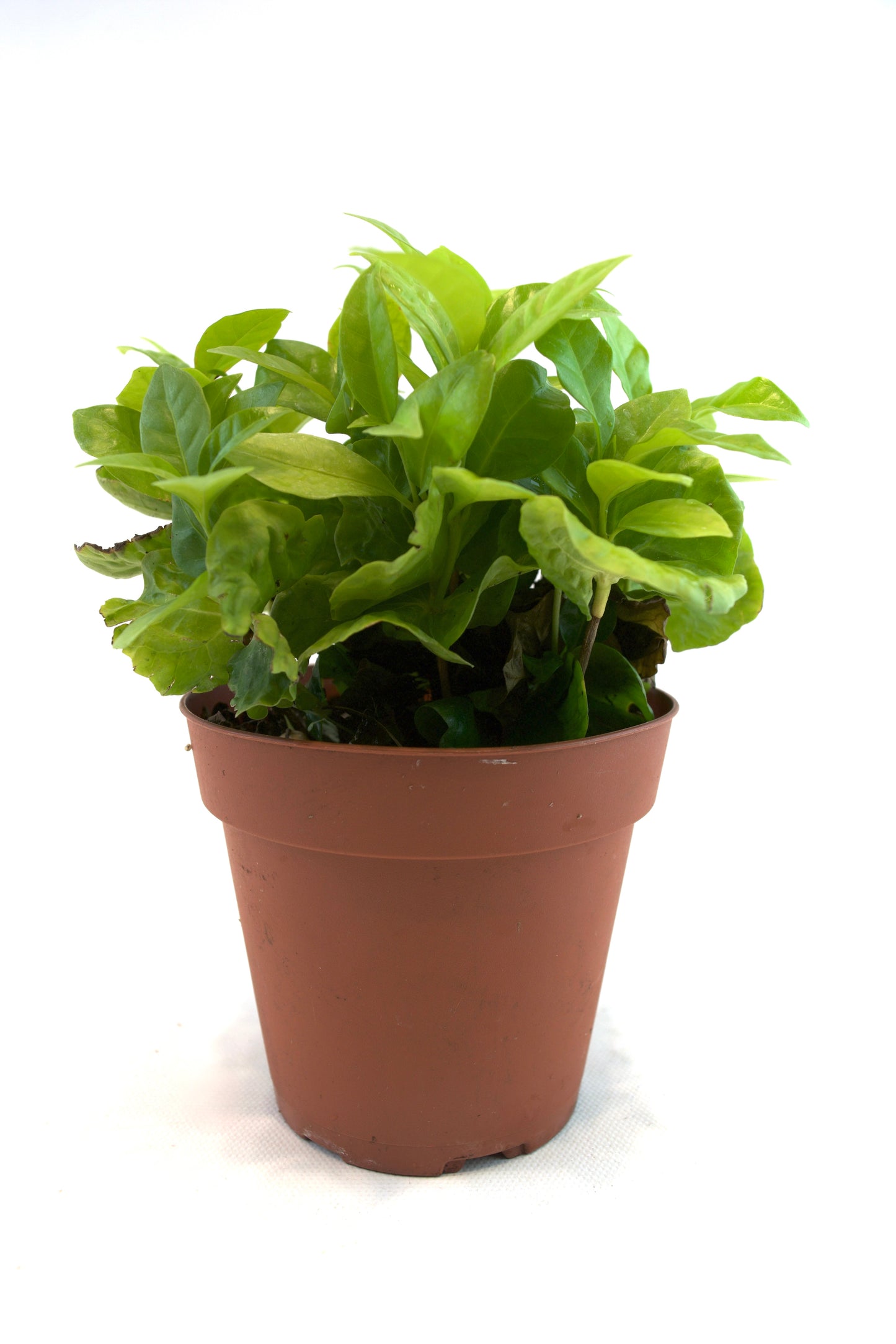 Coffee Plant – 4" Pot