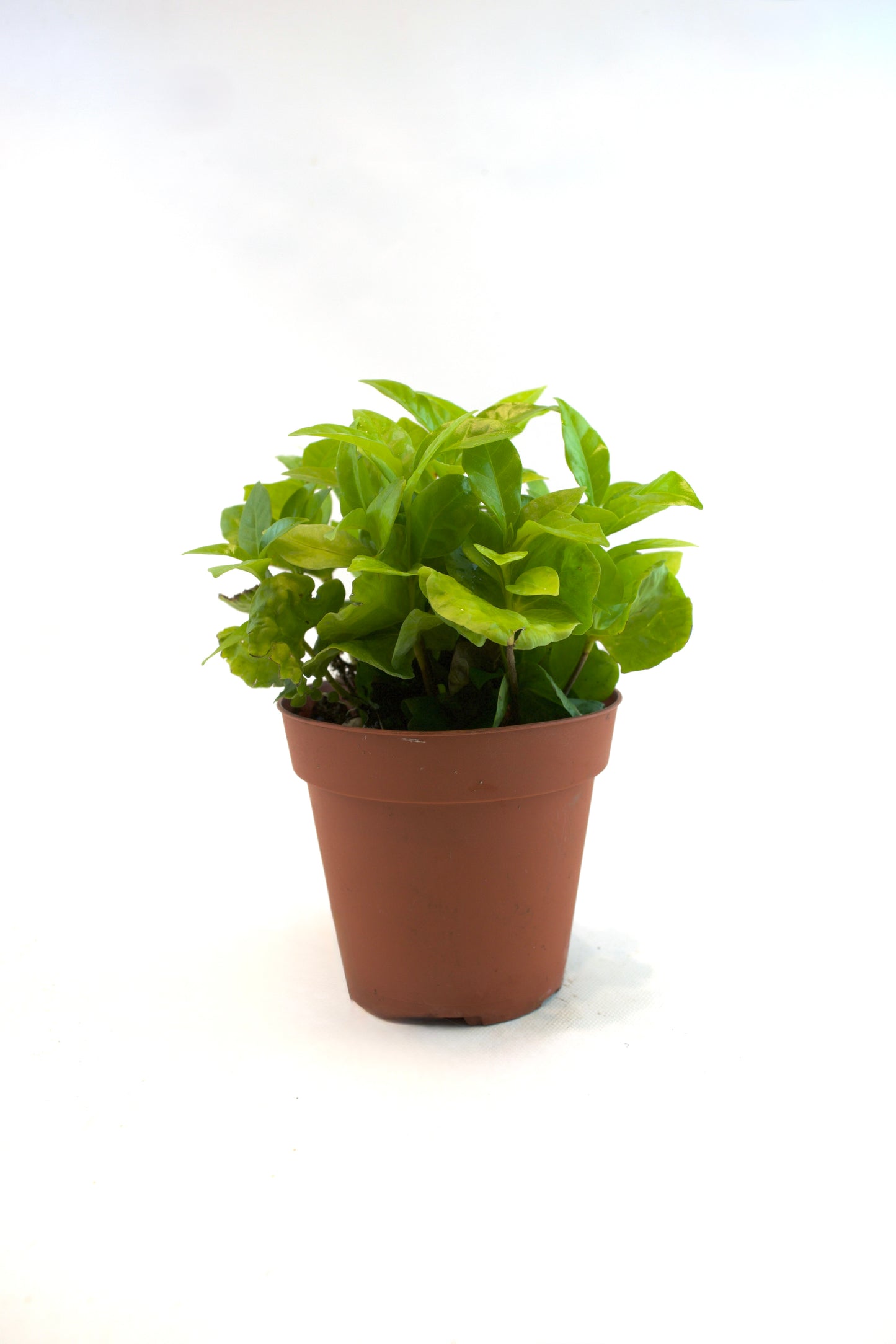 Coffee Plant – 4" Pot