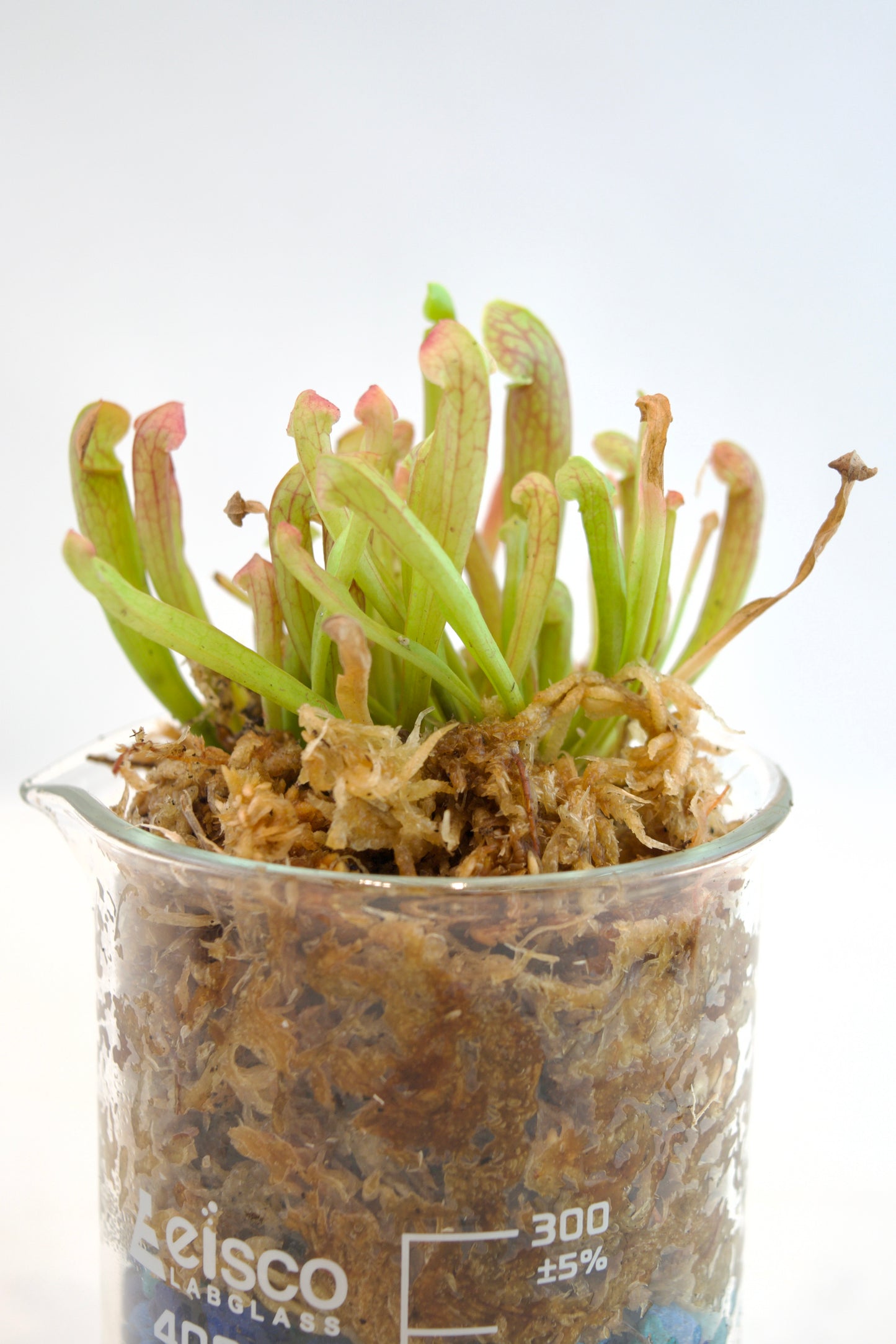 Plants in a Leifso glass container on a white background