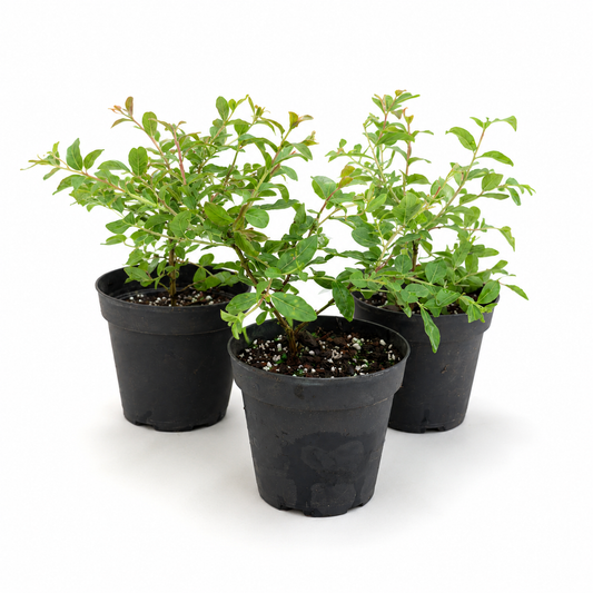 Dwarf Crape Myrtle in 4"Pot - Pre-Bonsai