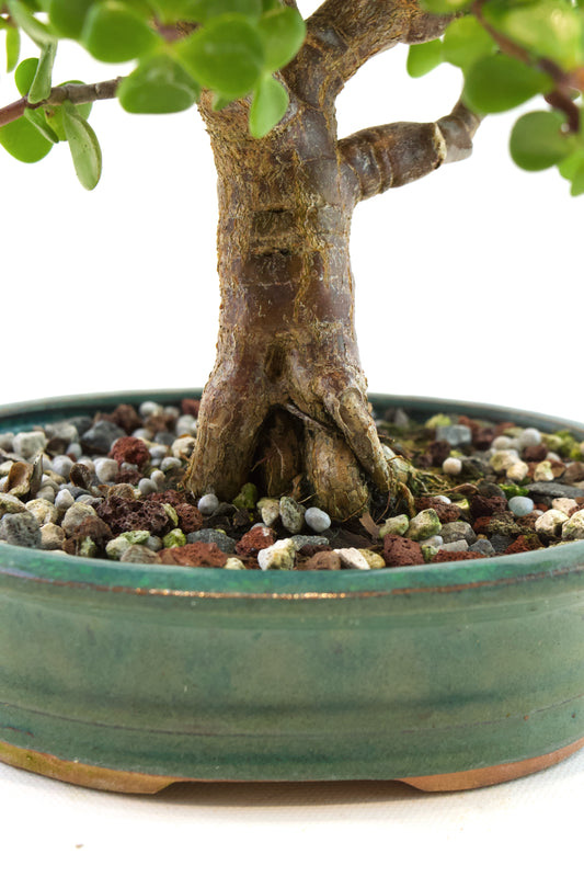 Dwarf Green Jade Ceramic 6" Pot - One of a Kind Bonsai