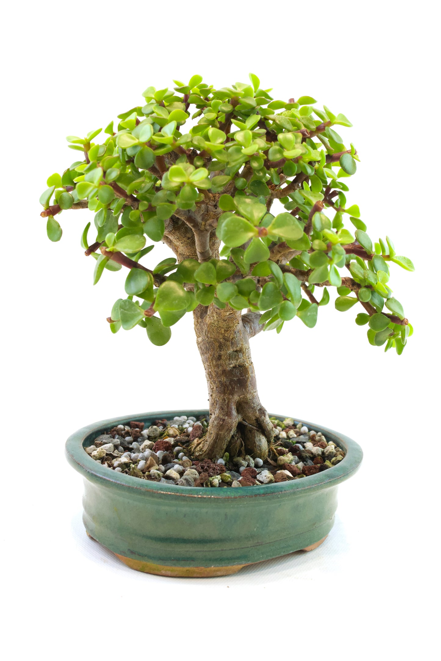 Dwarf Green Jade Ceramic 6" Pot - One of a Kind Bonsai